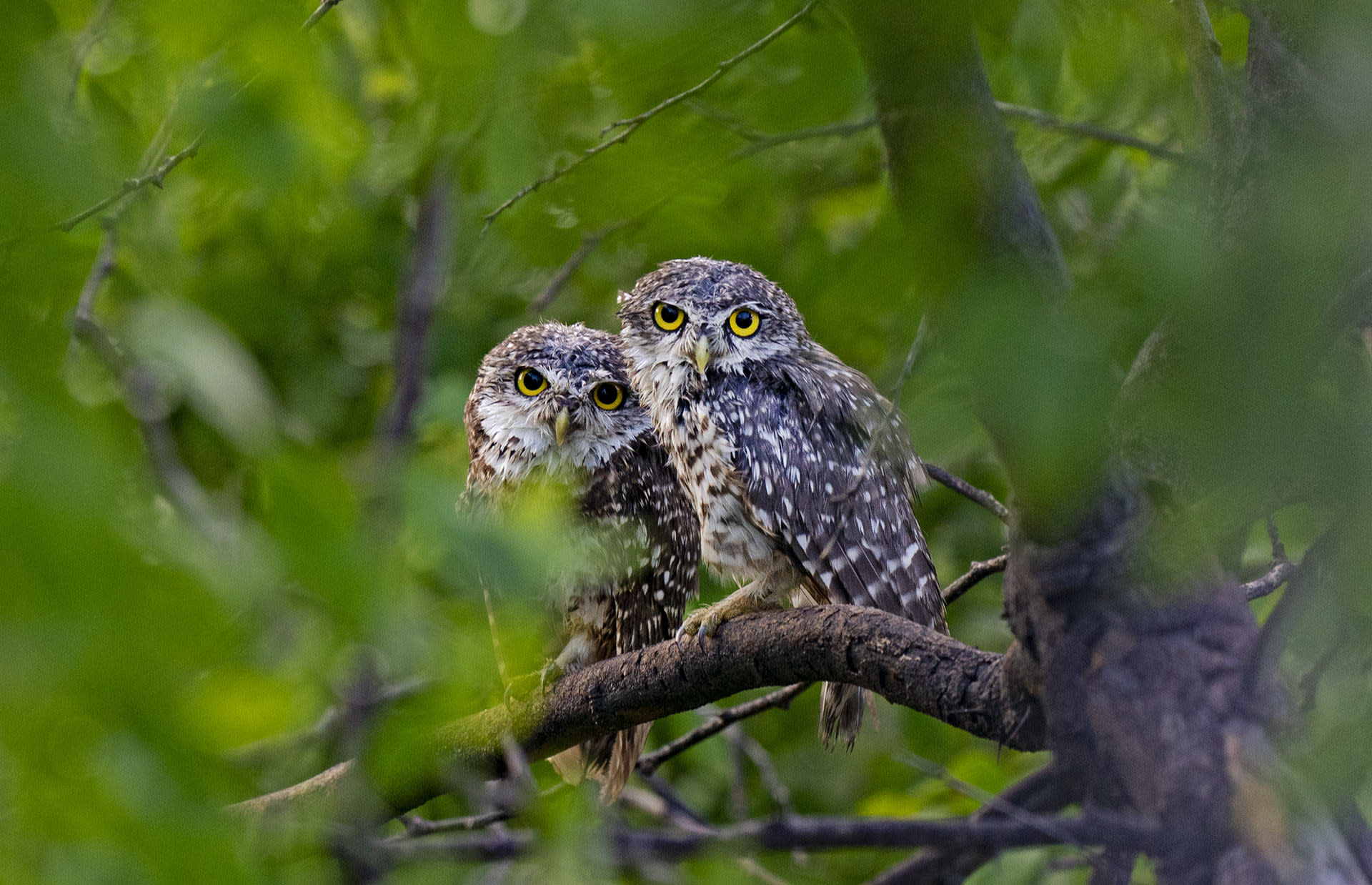 Swoop, Soar, Screech: Owls on the Prowl Across India