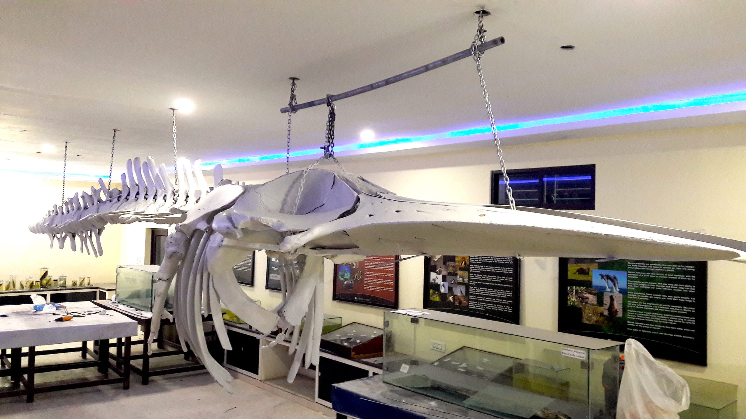How to Build a Whale Skeleton from Scratch