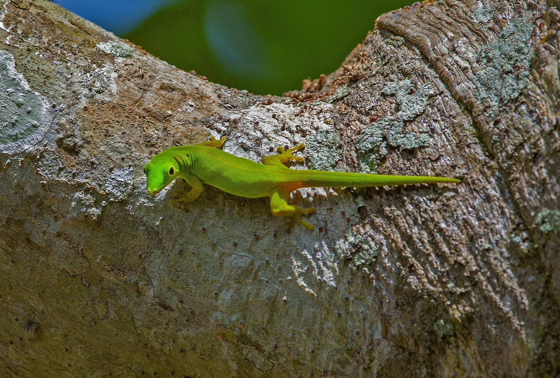 Narcondam: Wild Island in the Indian Ocean
