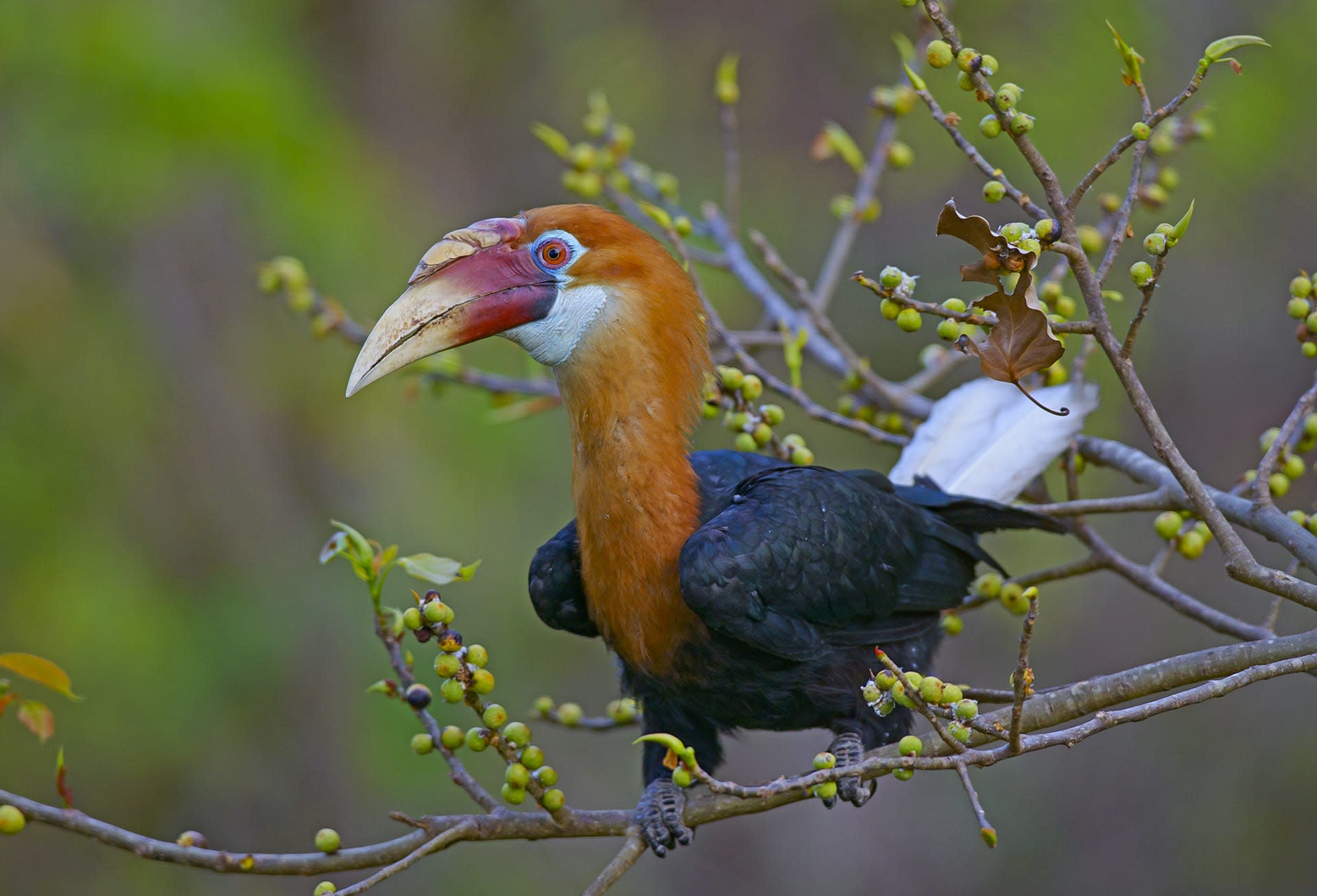Narcondam Hornbills: Birds in Exile