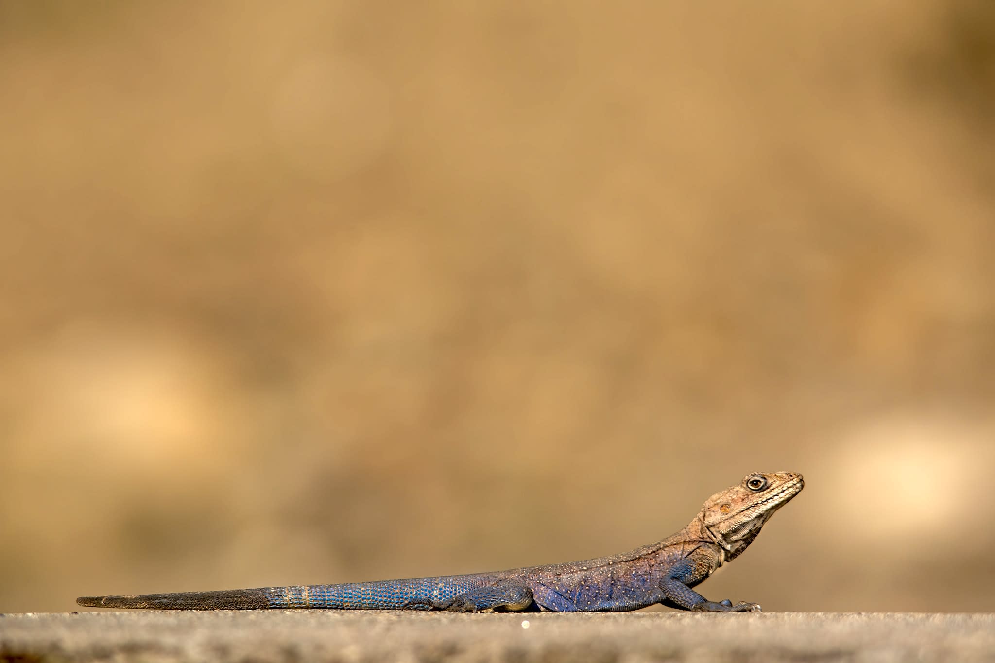 Kashmir rock agama