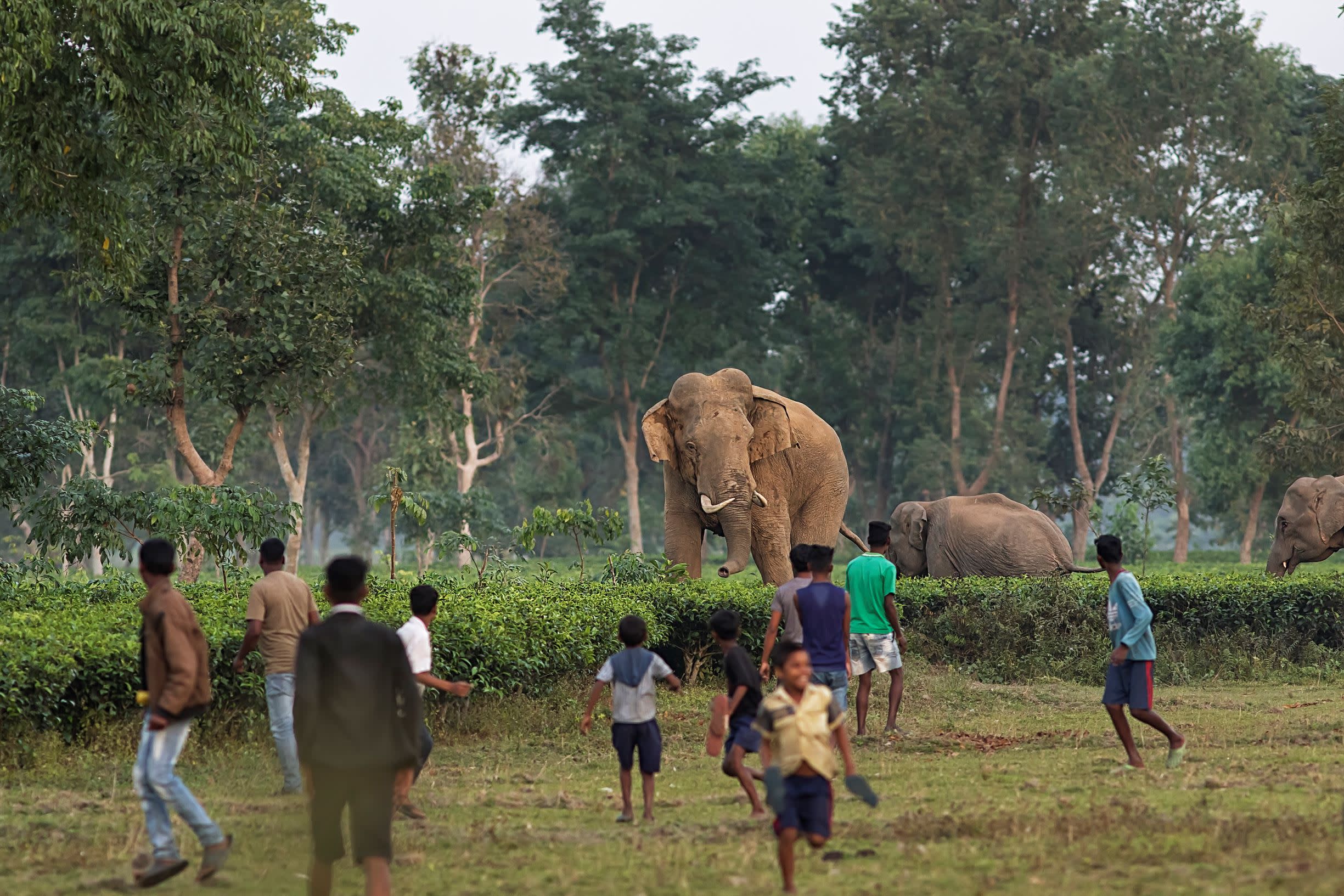 Learning to Coexist with Elephants