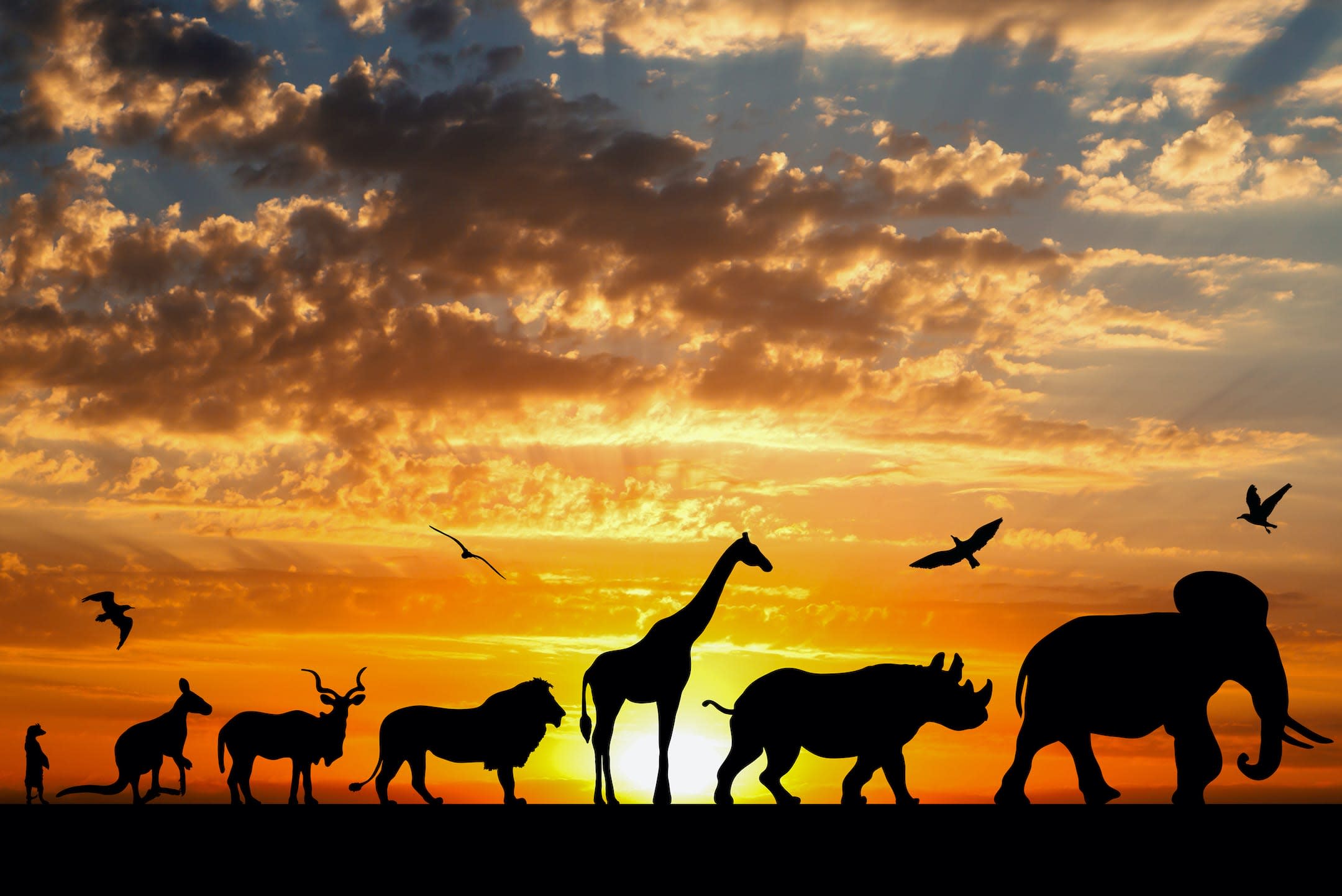 Quiz: Eternal life or a single day: Guess the lifespans of these wild creatures