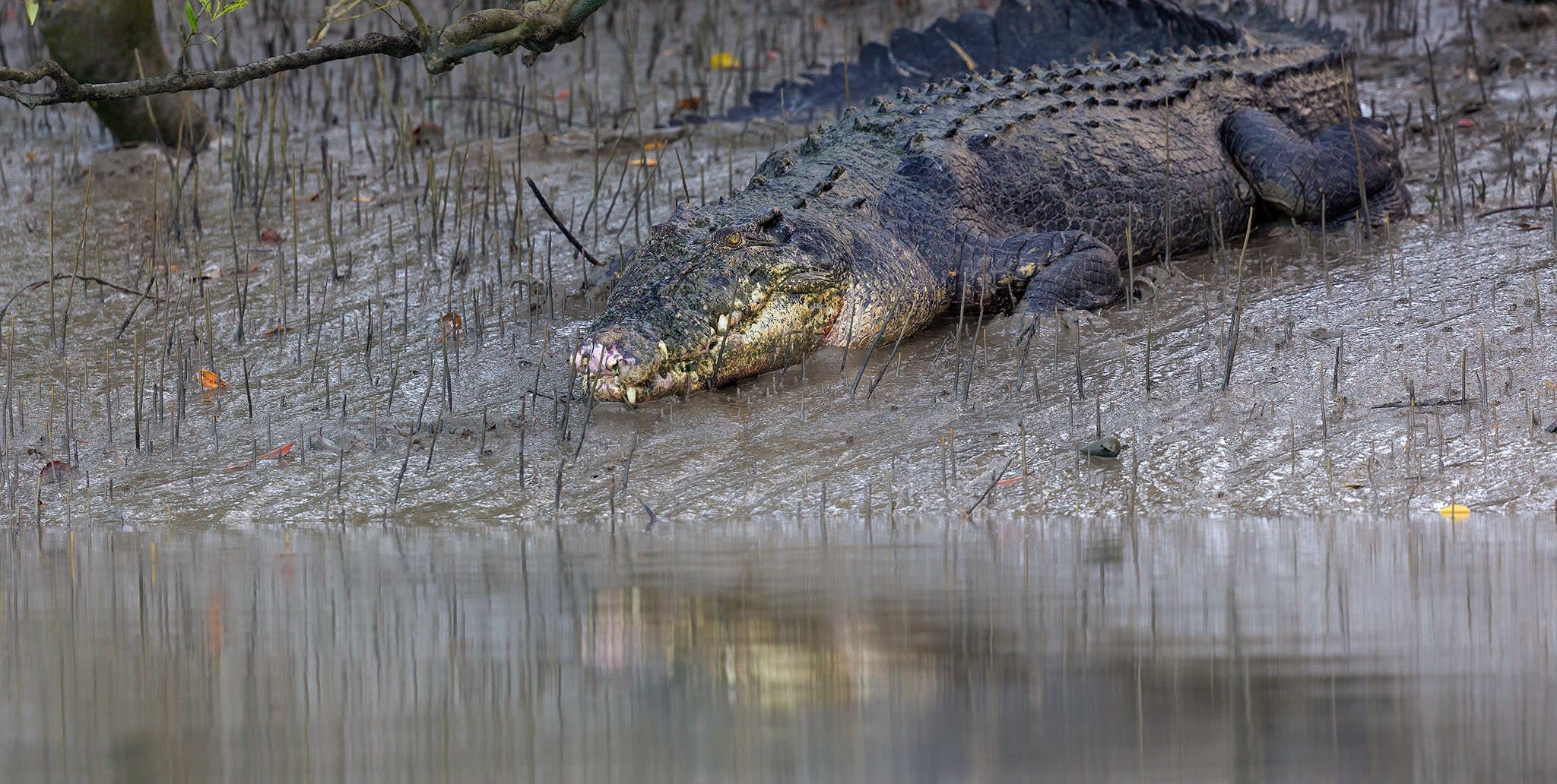 Saltwater Crocodile: Dragons of the Sundarbans Swamps