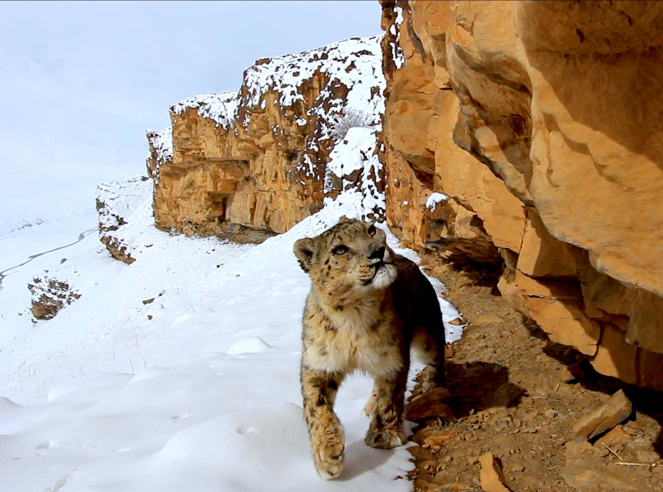 Protecting the Snow Leopards of Asia’s Mountains