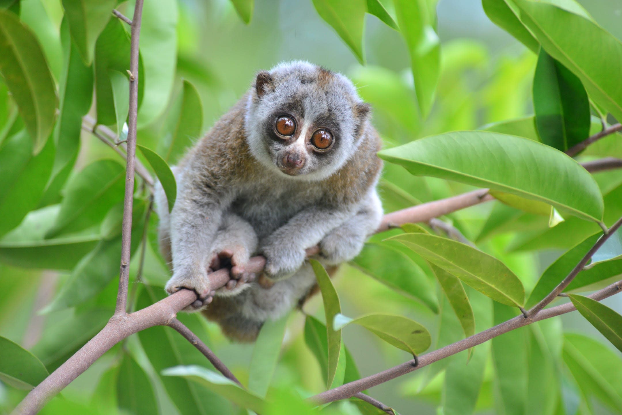 The Bengal Slow Loris: Disappearing Gently into That Good Night