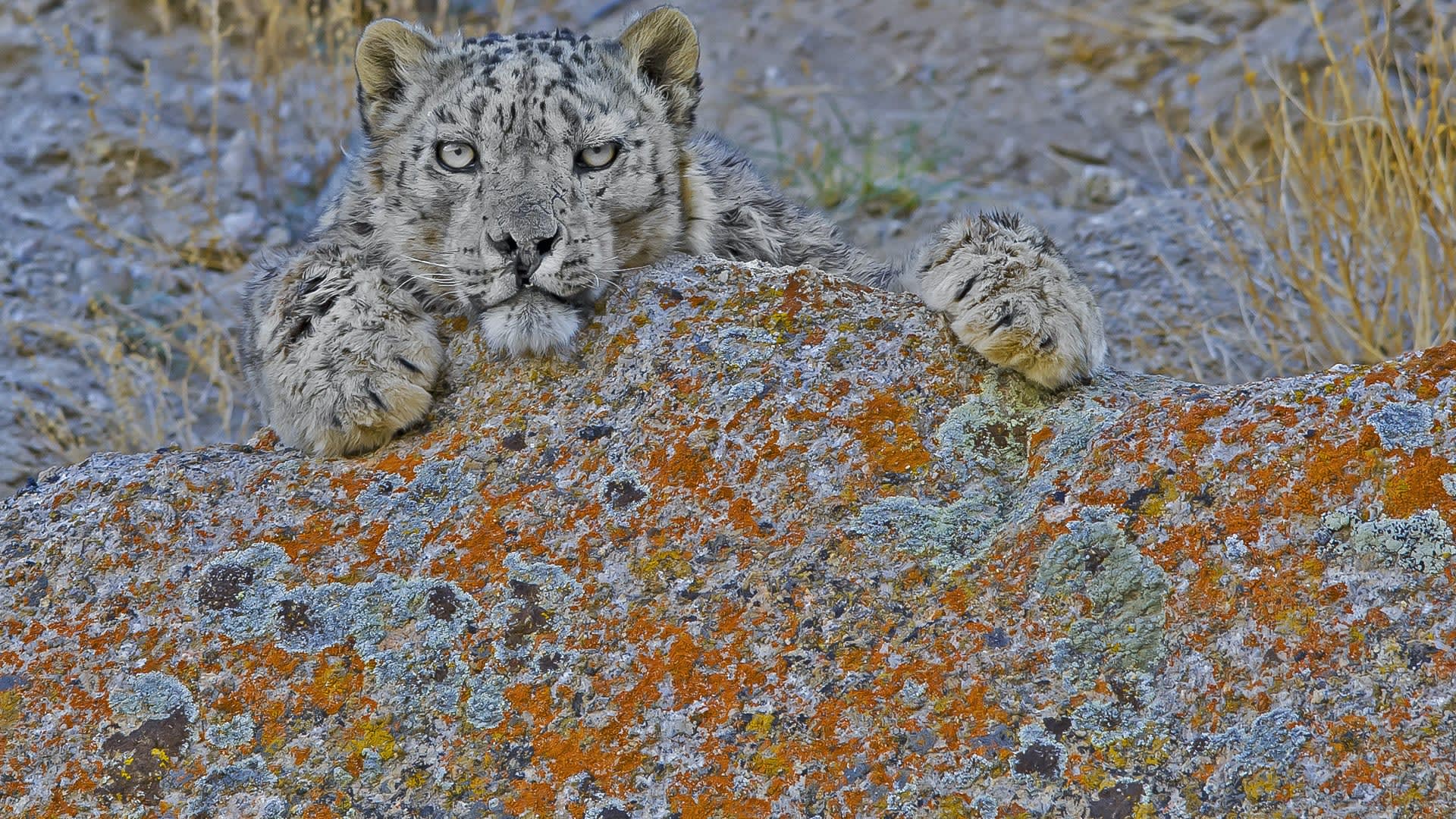 How Local Communities Help Conserve the Snow Leopard