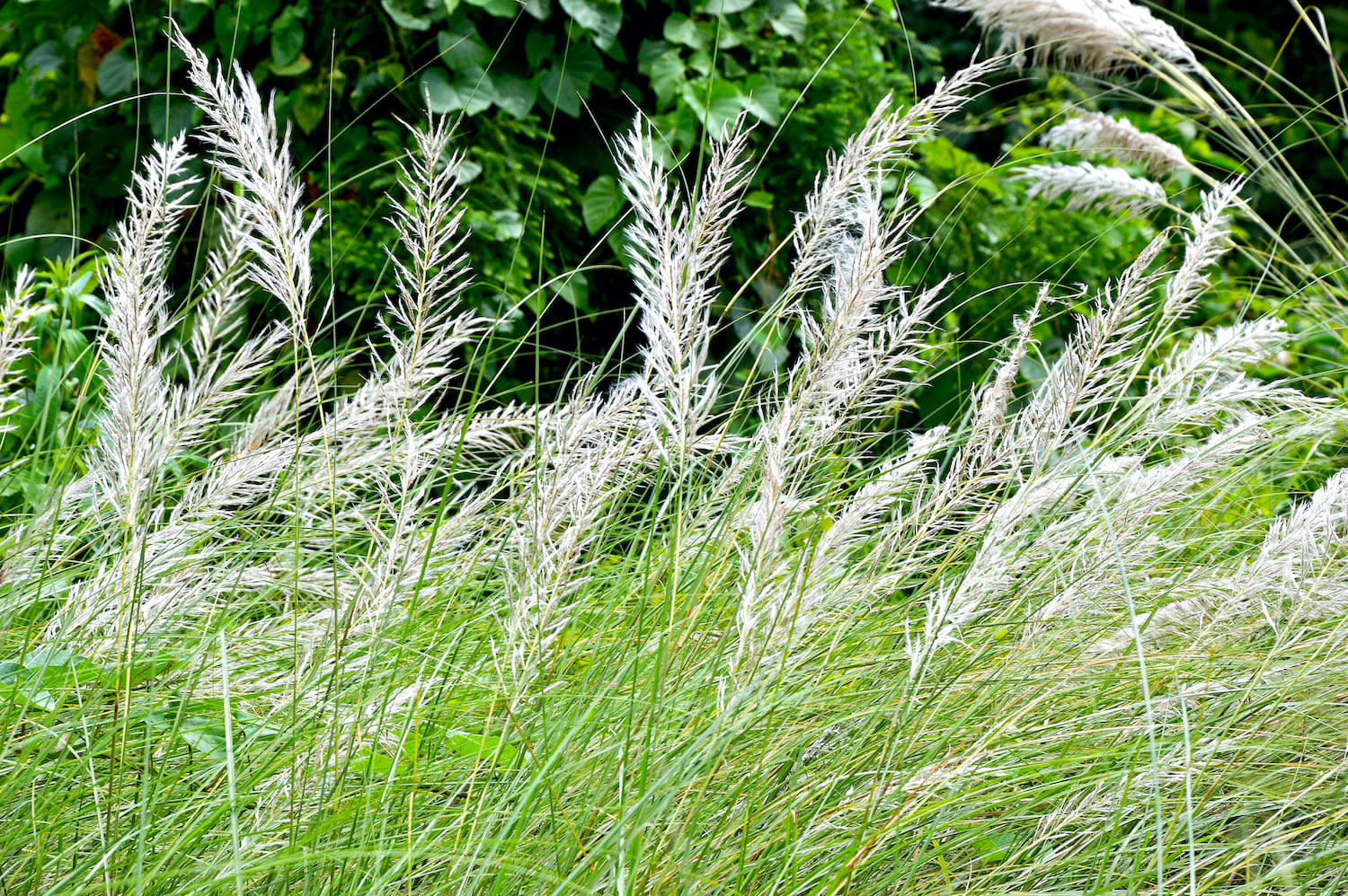 The Green, Green Grass of Home
