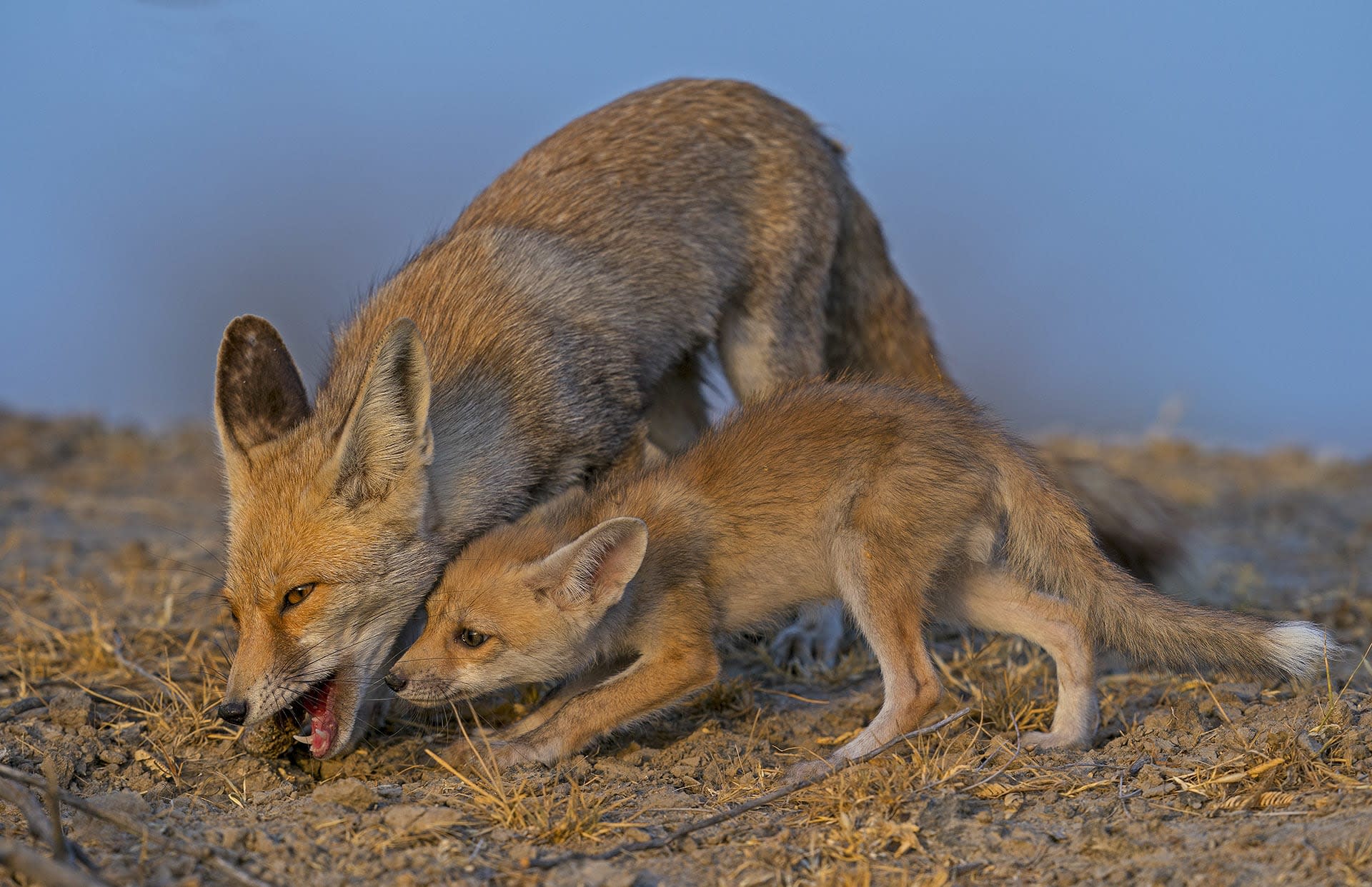 Mum’s the Word with the Desert Fox in the Little Rann