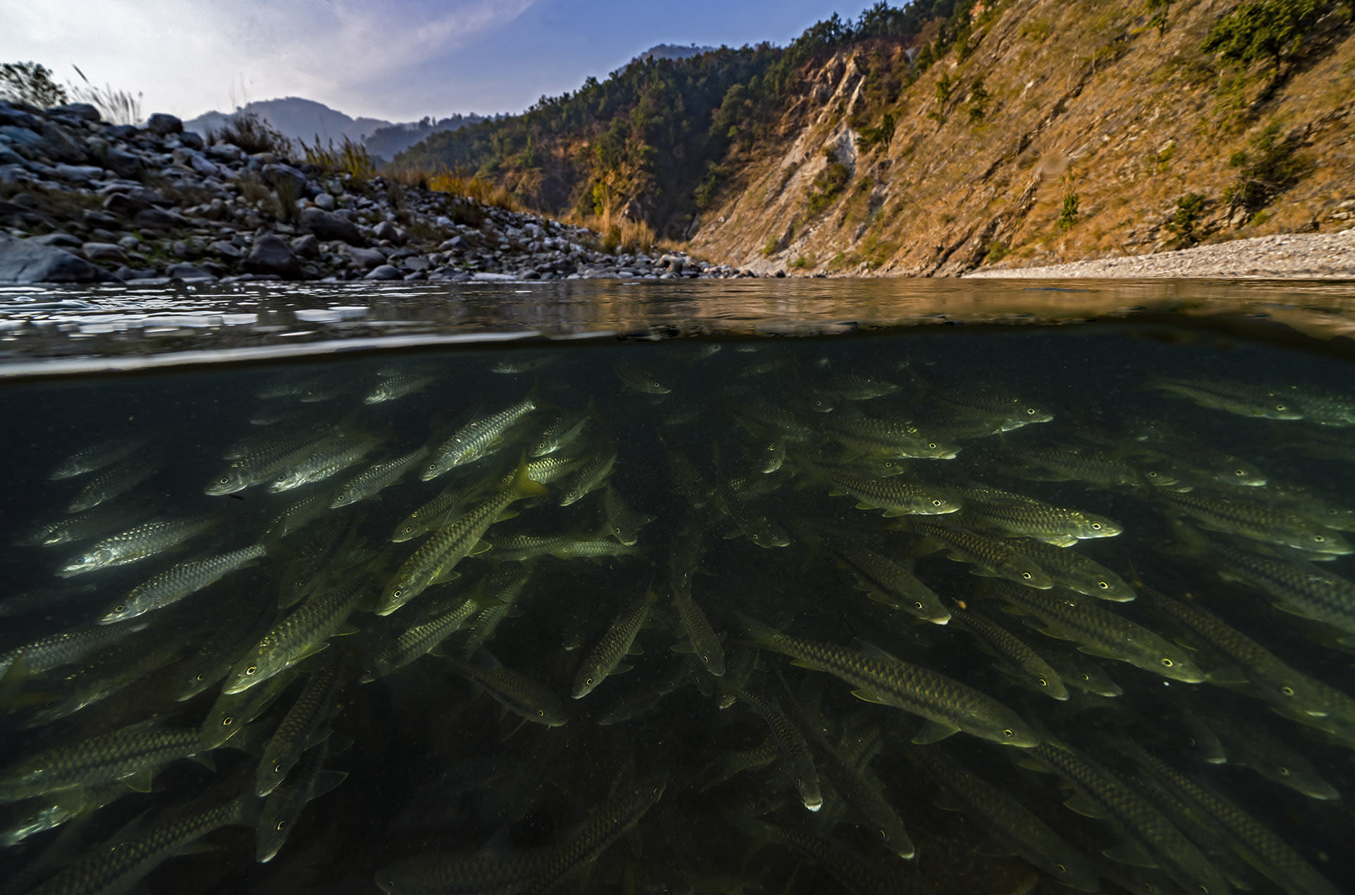 Going with the Flow: Tale of the Golden Mahseer