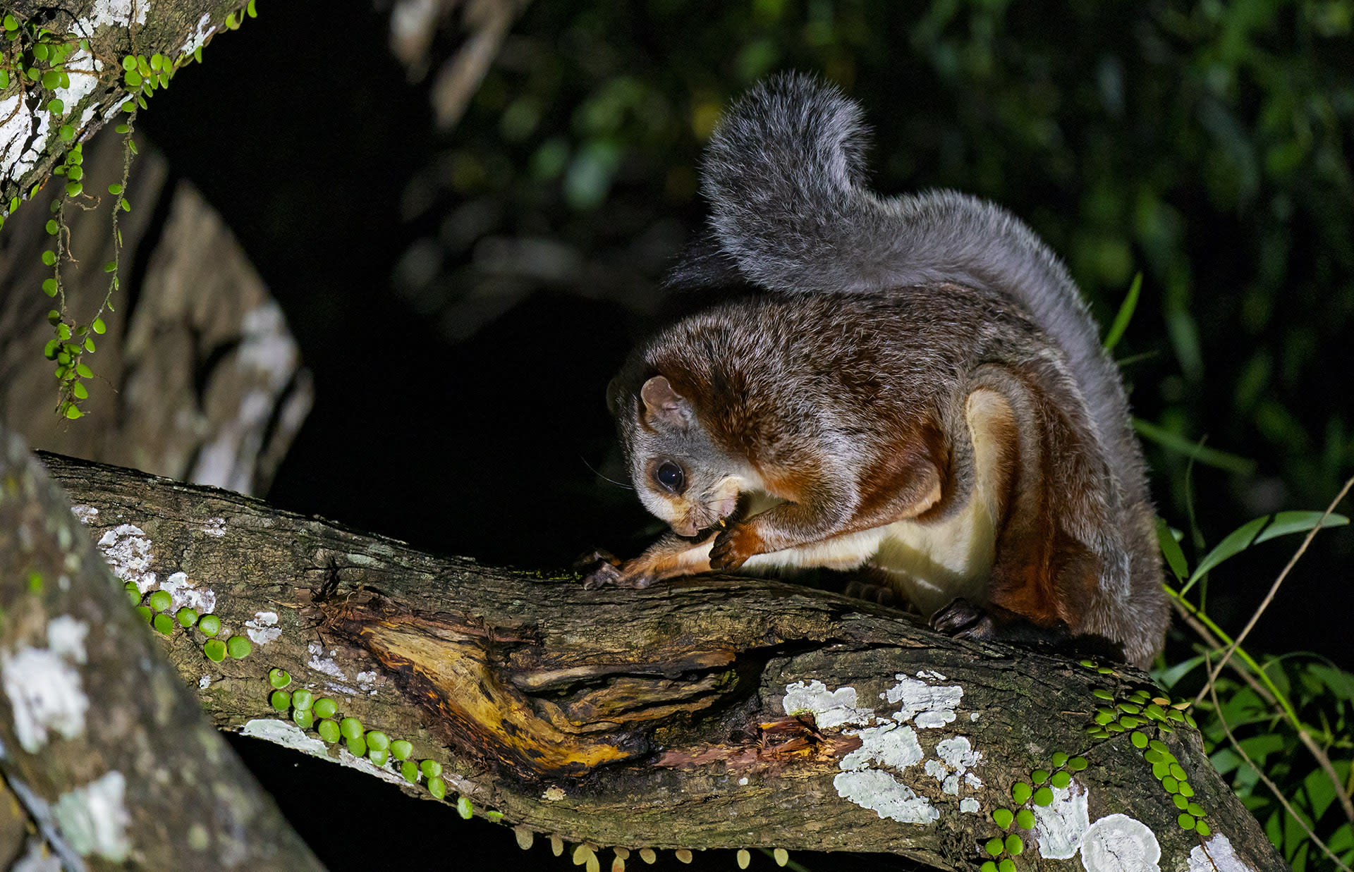 Night Flyer: The Red Giant Gliding Squirrel in Namdapha National Park