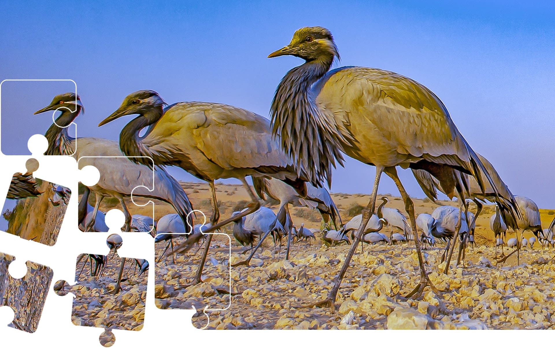 Wildlife Puzzle: The Demoiselle Cranes of Kheechan