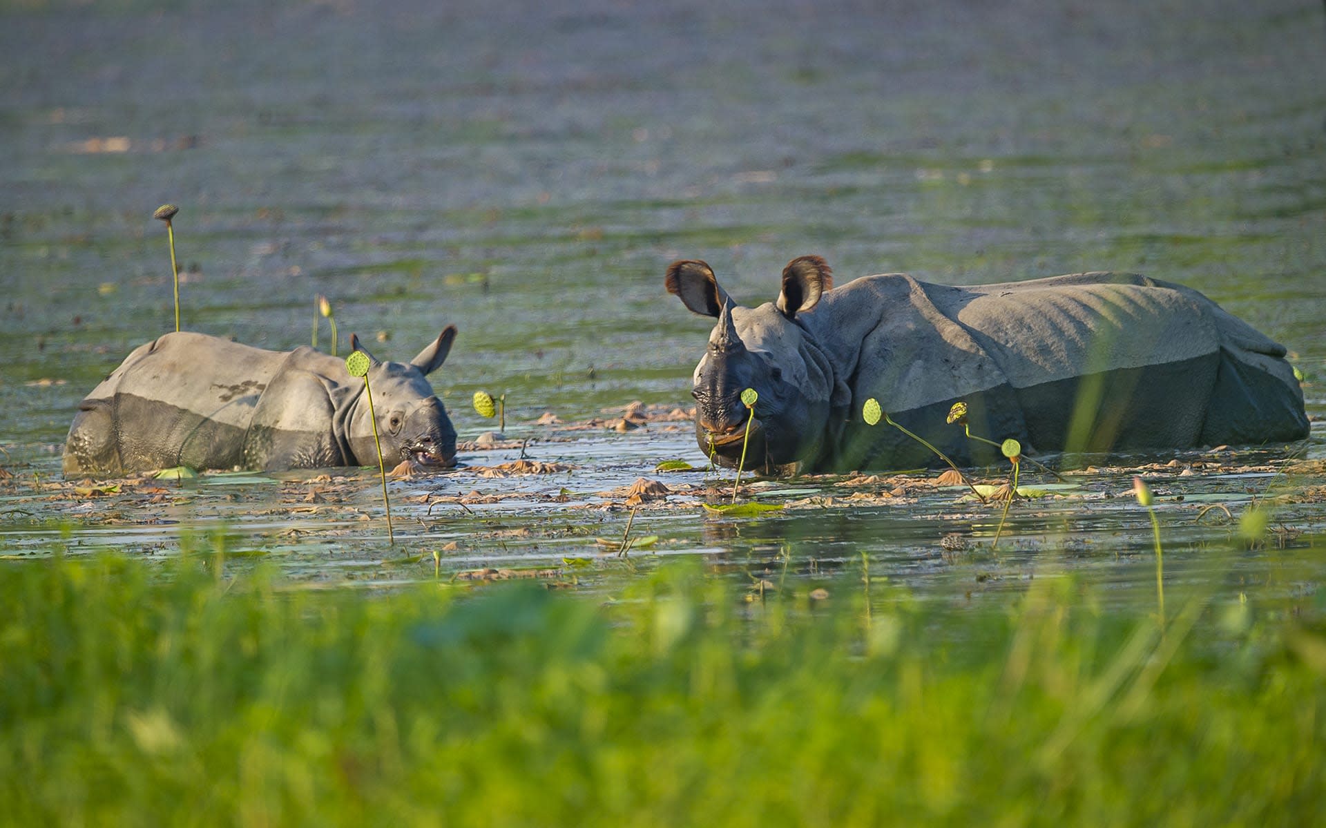 The Guide: Dudhwa Tiger Reserve