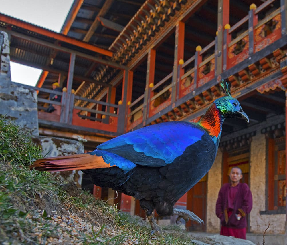 Coexistence with Critters: Lessons in Harmony from Bhutan’s Countryside