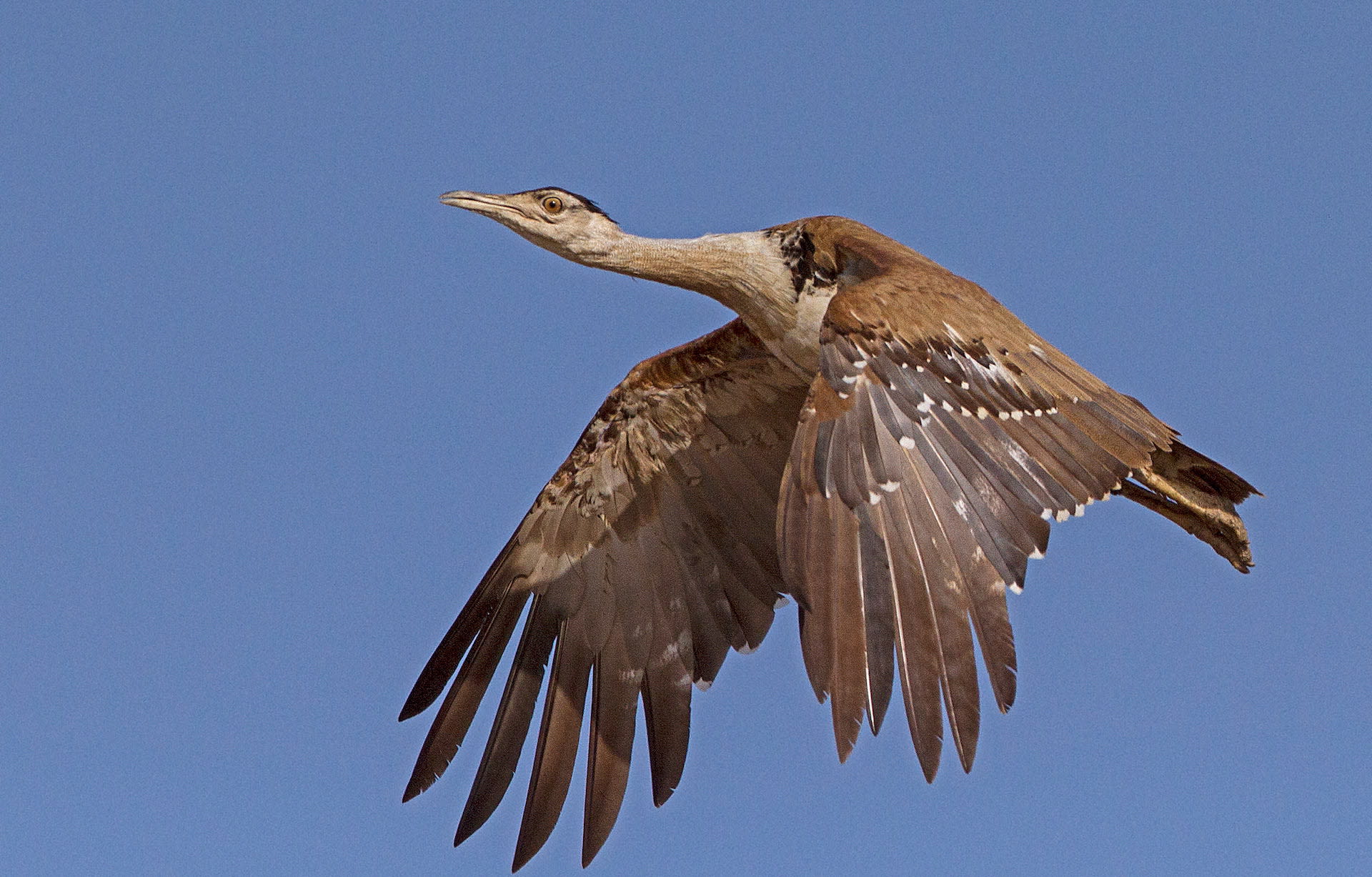 Great Indian Bustard: Love in the Time of Habitat Loss