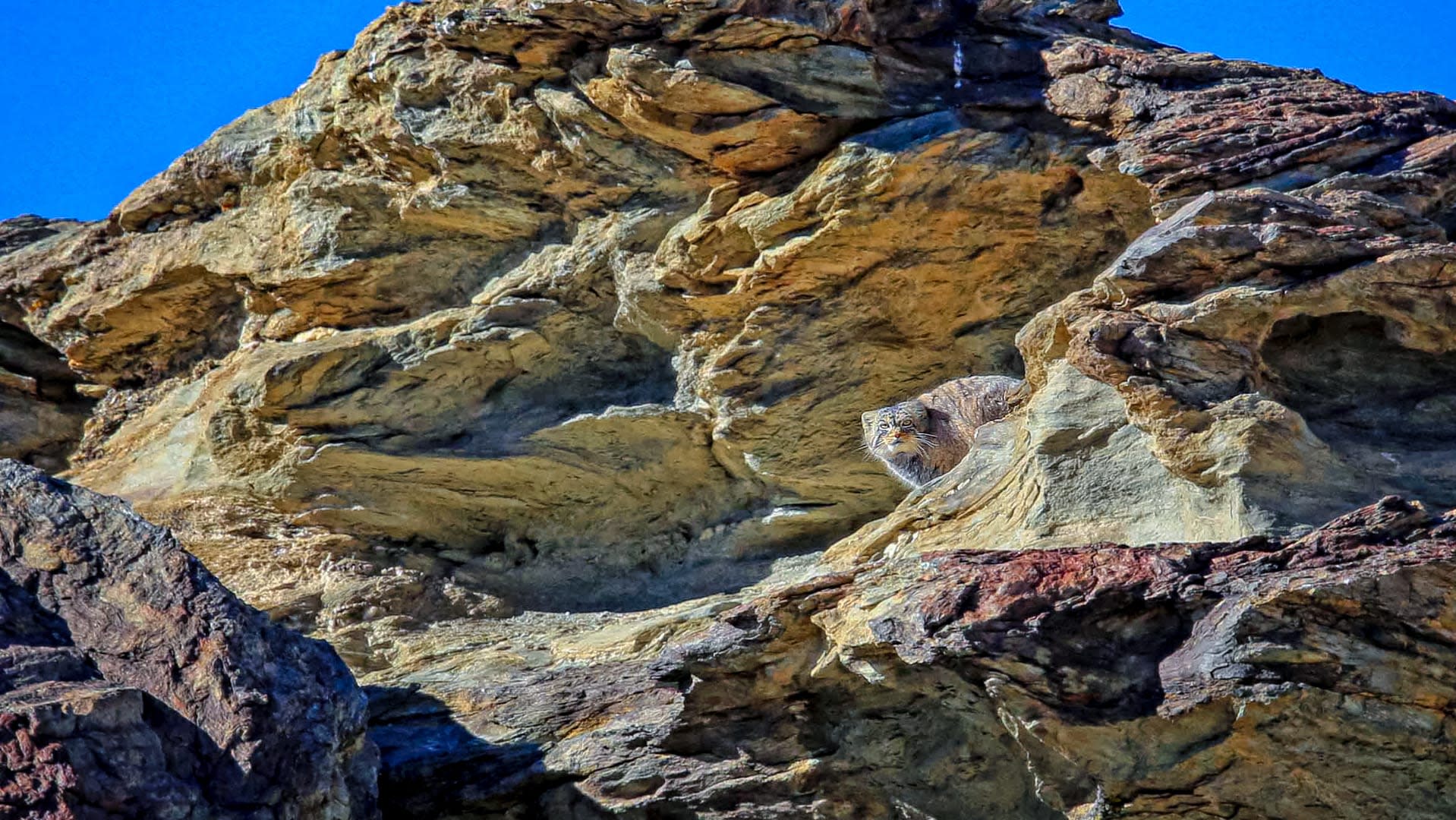 Crossing Paths with the Pallas’s Cat in the Trans-Himalaya