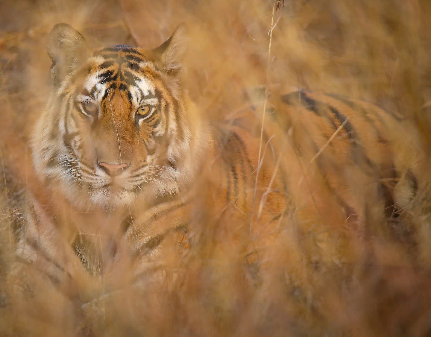 Bold and Beautiful: Panna’s Glorious Tigers