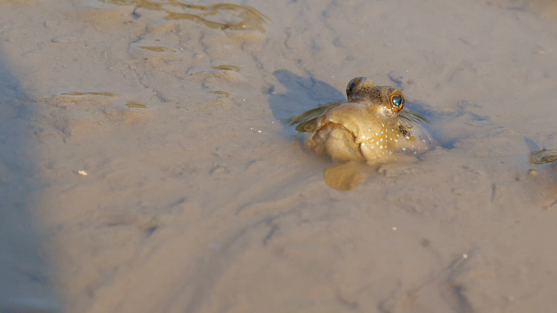 The Mud Pack: Love, Life, and Strife in the Sundarbans