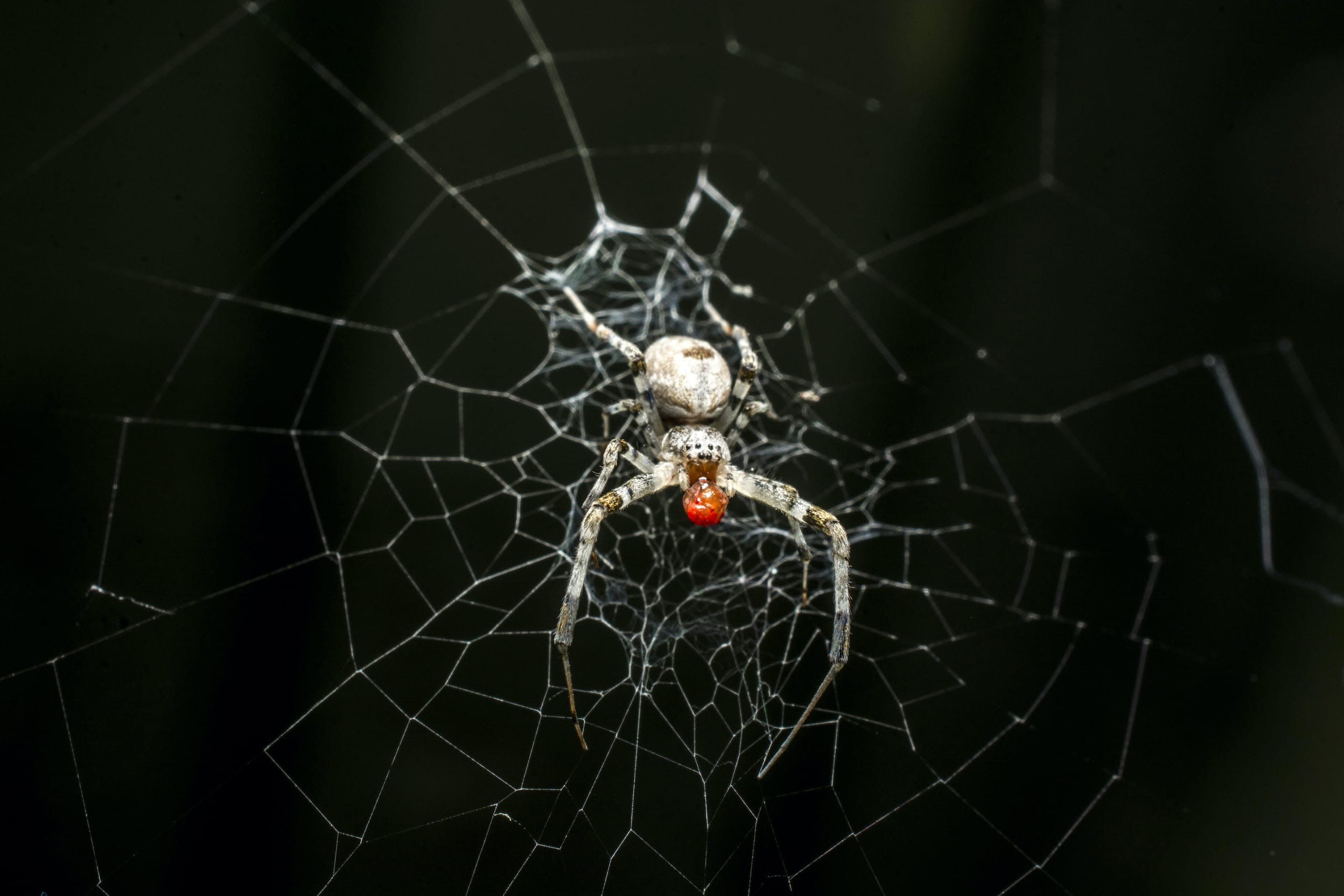 Orb-weaving Spiders in Art and Imagination
