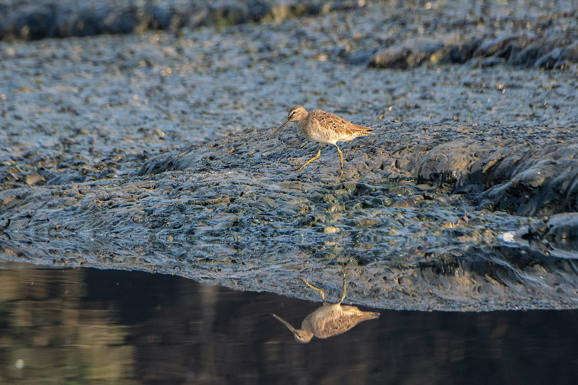 Accidental Tourist: The Vagrant Long-Billed Dowitcher