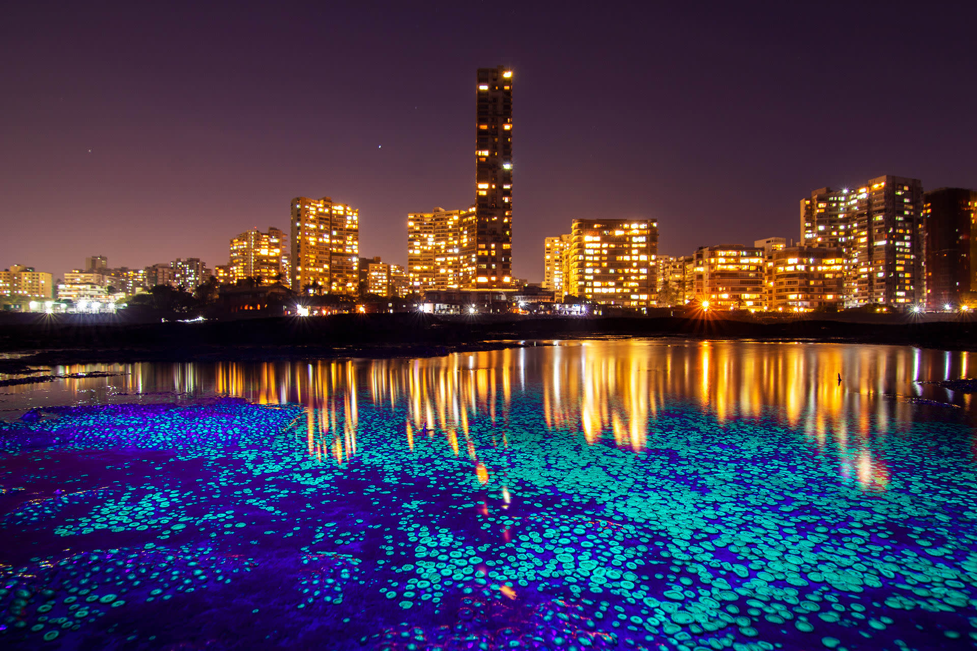 Hiding in Plain Sight: Mumbai’s Tide Pools and the City Beyond the Shore