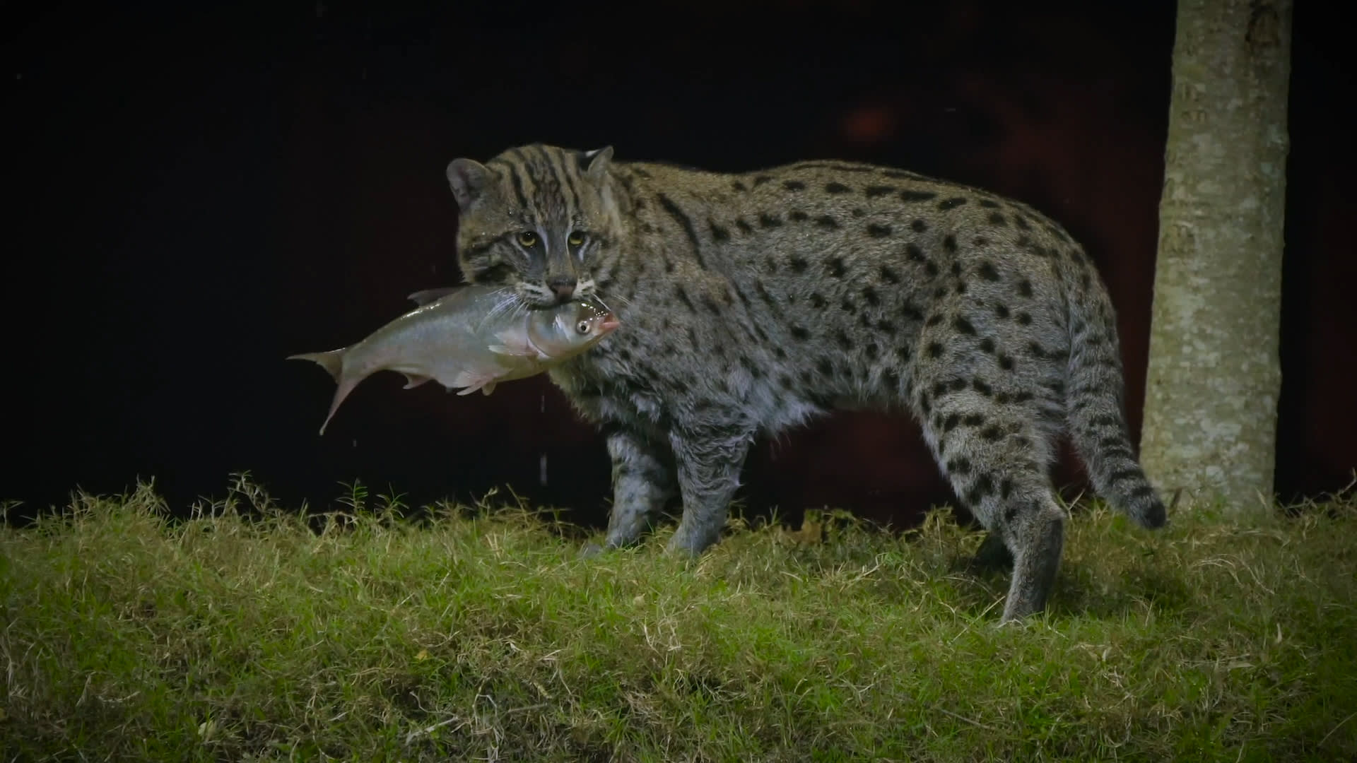 Love thy Neighbour: The Villagers of Paddapukur and the Fishing Cat