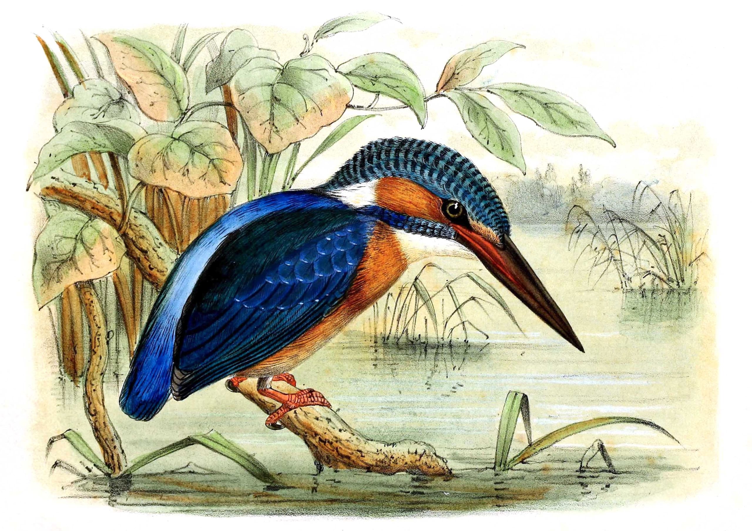 Feathered Folklore: Birds and Their Amazing Avatars