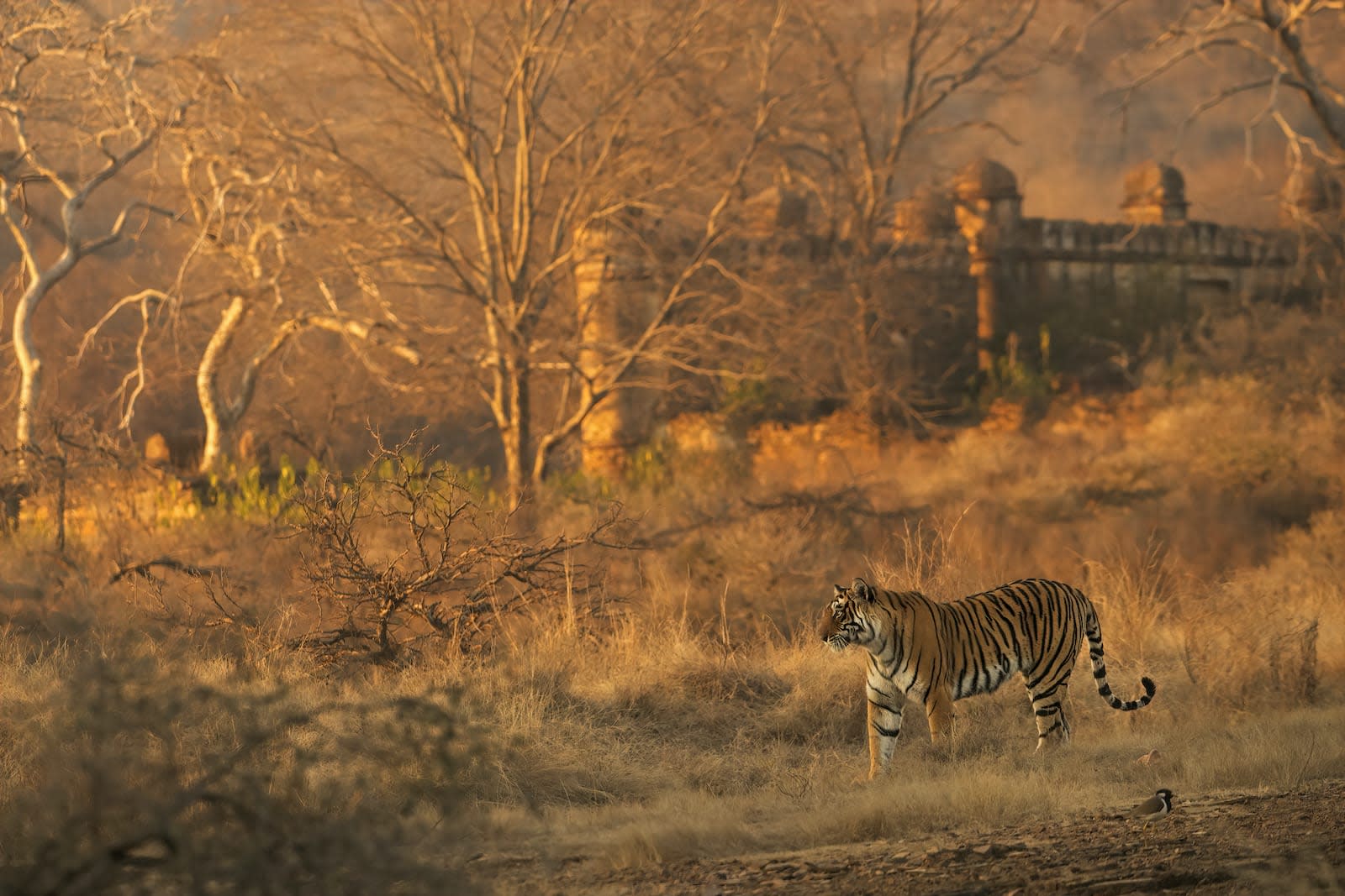 Ranthambore: Majestic Forts, a Deciduous Forest and the Reign of the Tiger