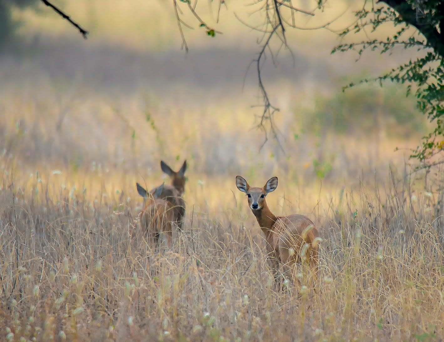 Chousingha: The Shy Four-horned Antelope