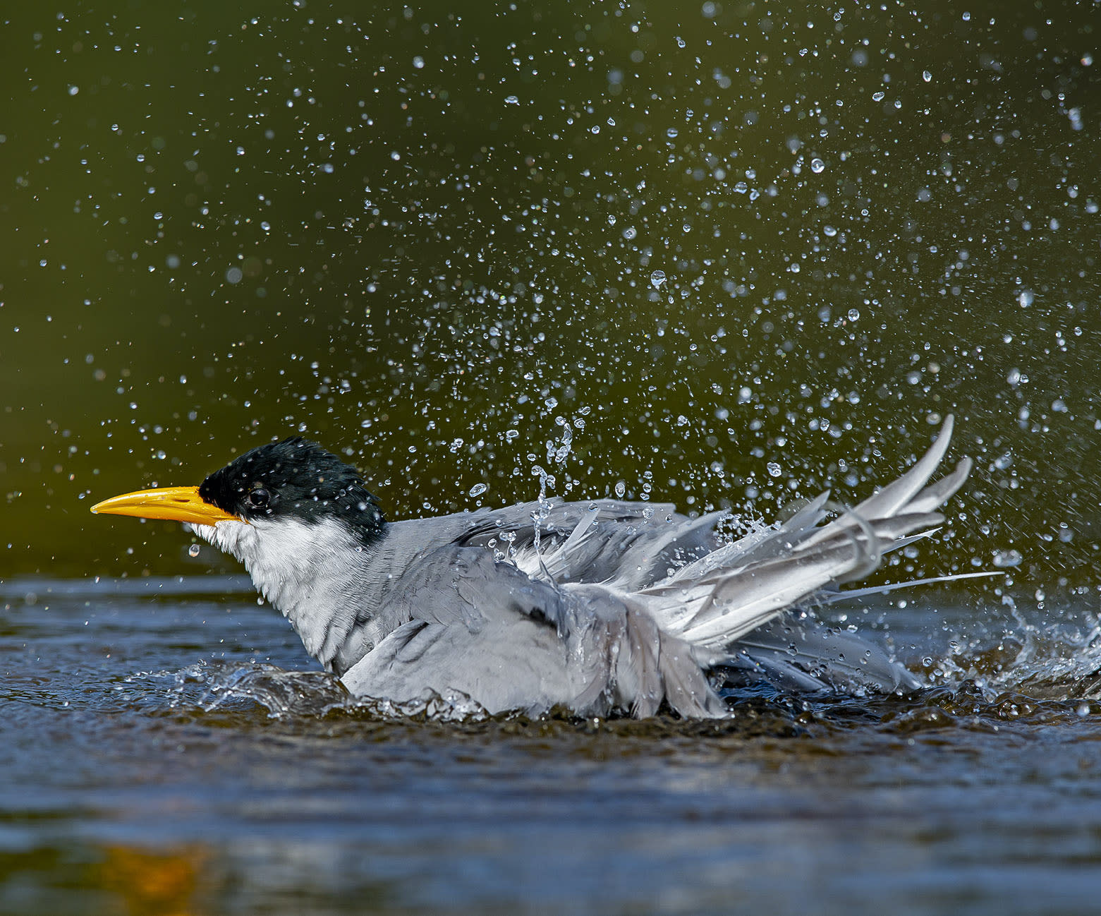 The Guide: Ranganathittu Bird Sanctuary