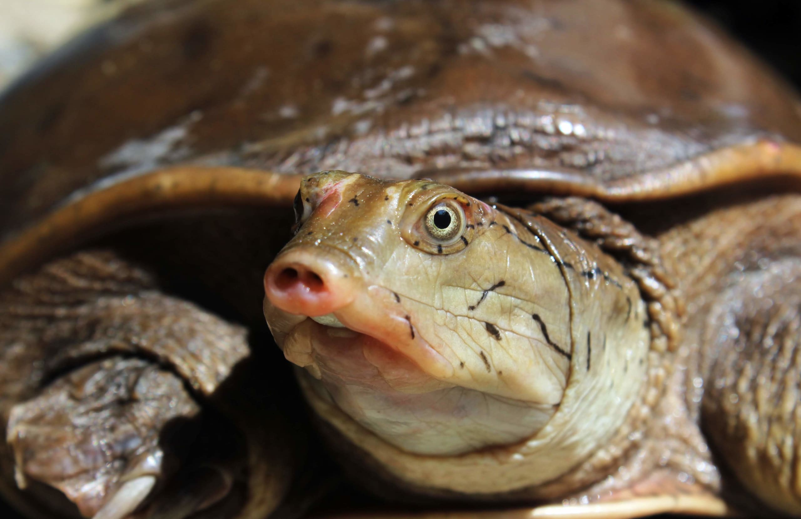 Predator in the Pond: Indian Flapshell Turtle
