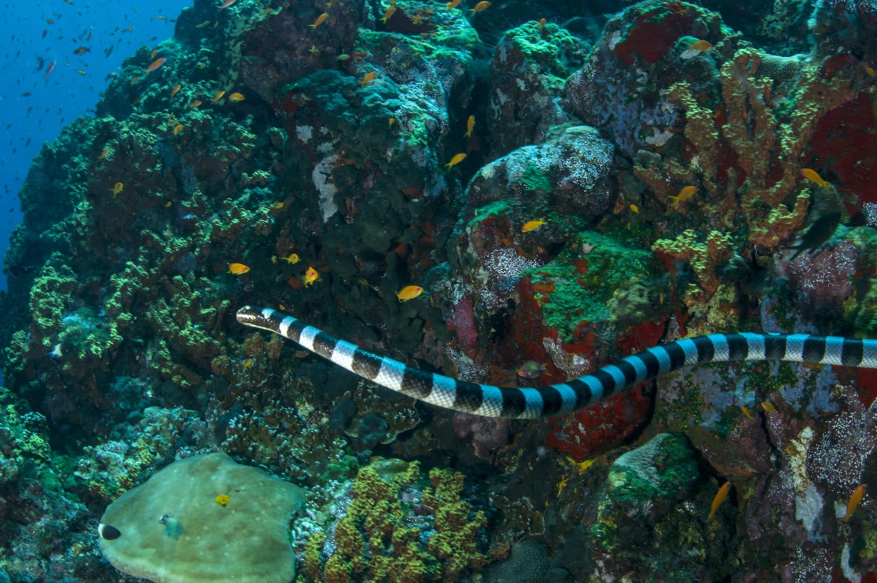 Eel Hunter: The Amphibious Life of Sea Kraits