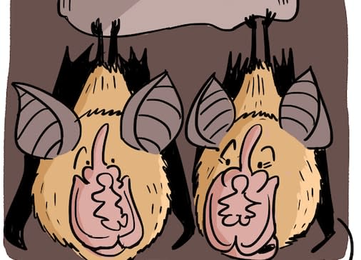 Who Nose How to Kiss A Horseshoe Bat?