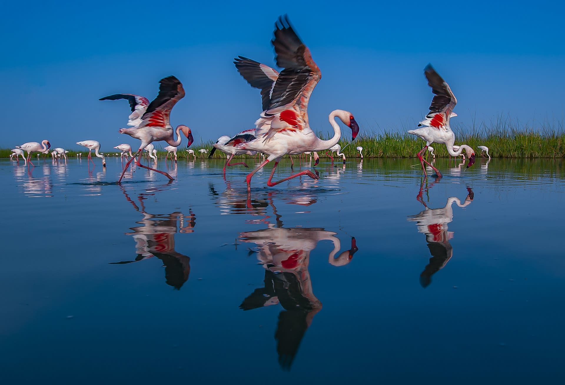 Pink City: When Flamingos take over the Little Rann of Kutch