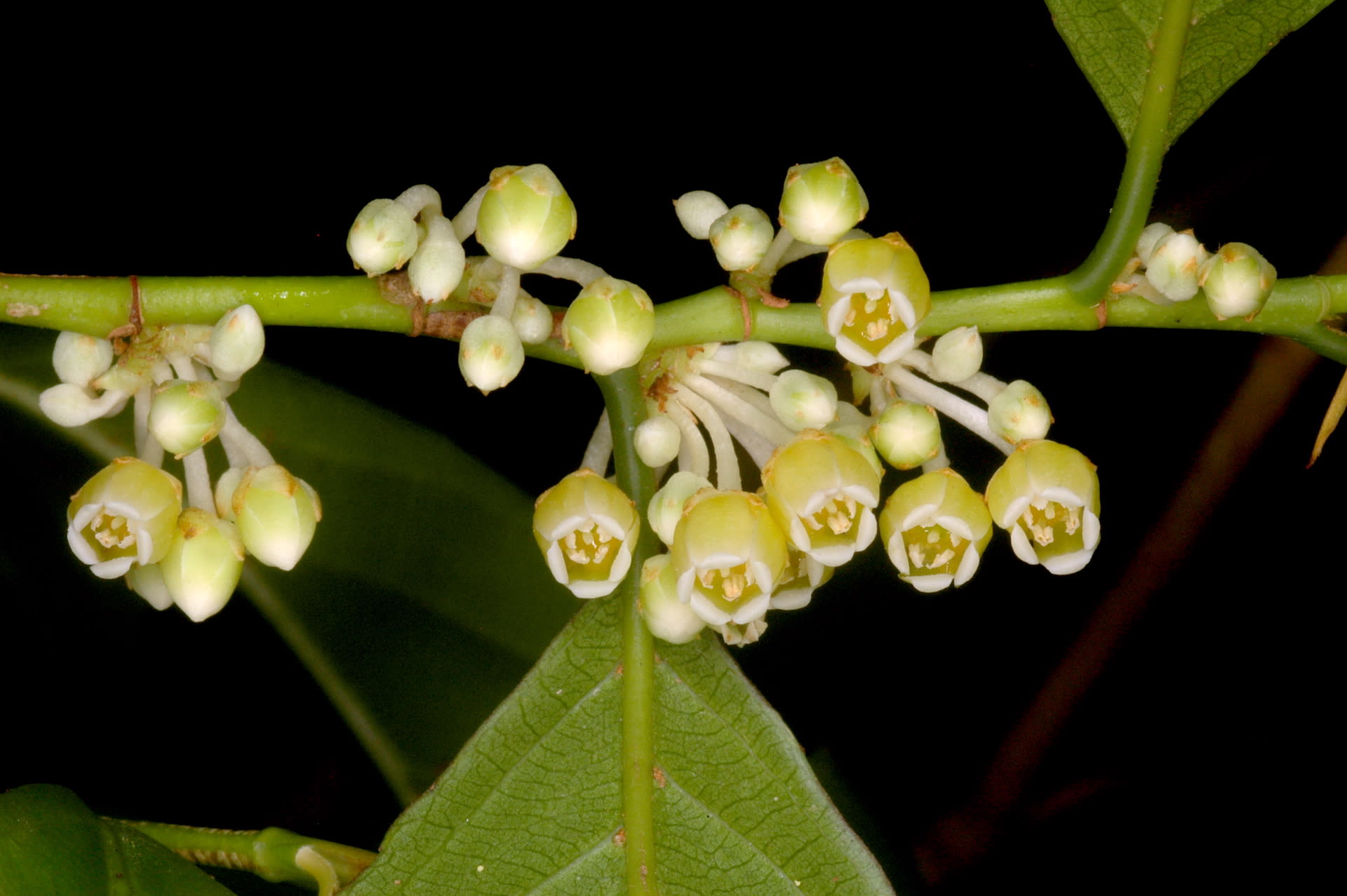 Foraging Food: Eating Wild in the Andaman Islands