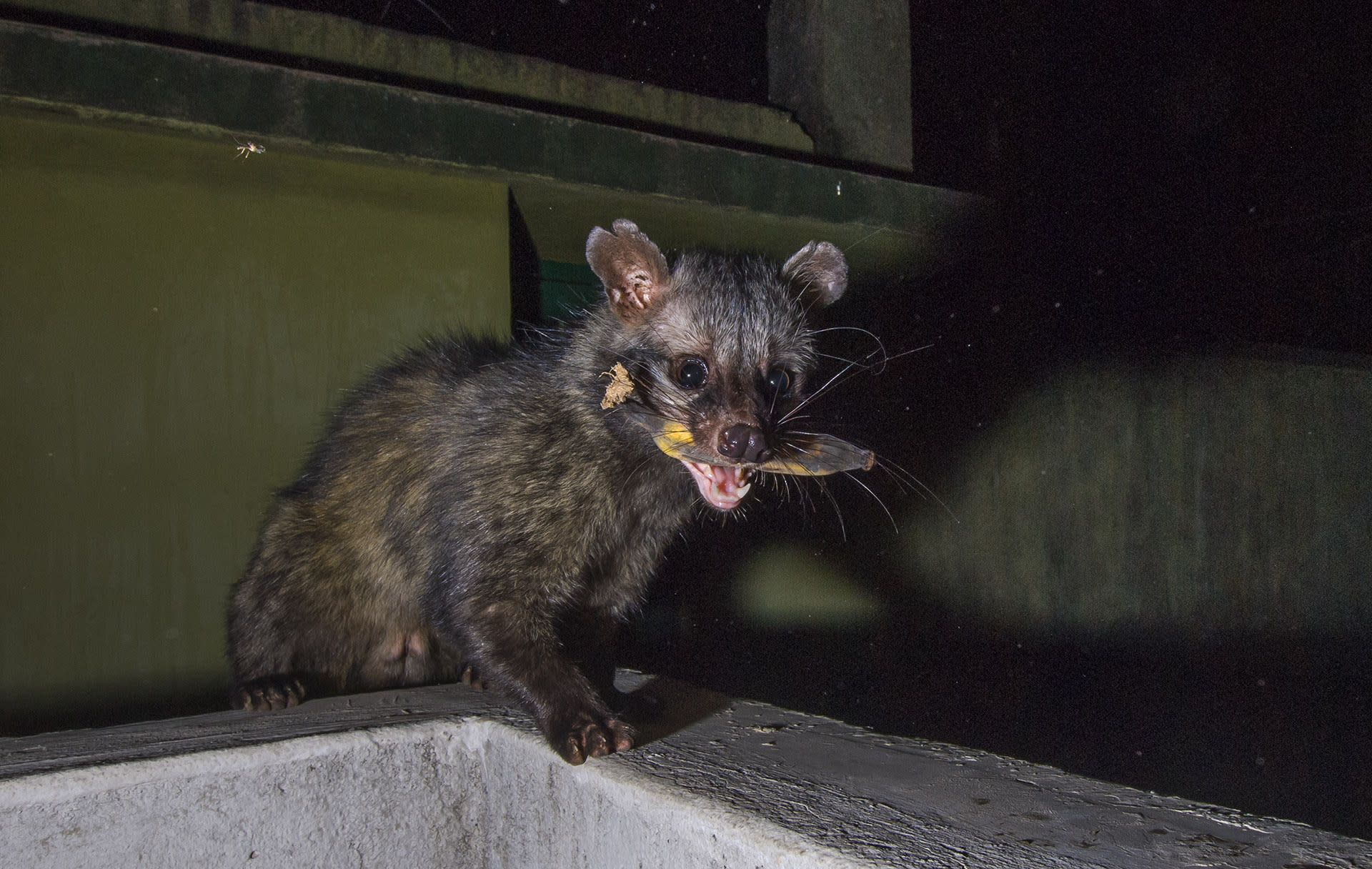 Unwelcome at Home: The Palm Civets of Kolkata