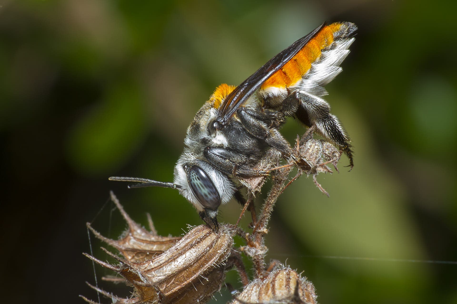 A Family Saga: To Bee or not to Bee