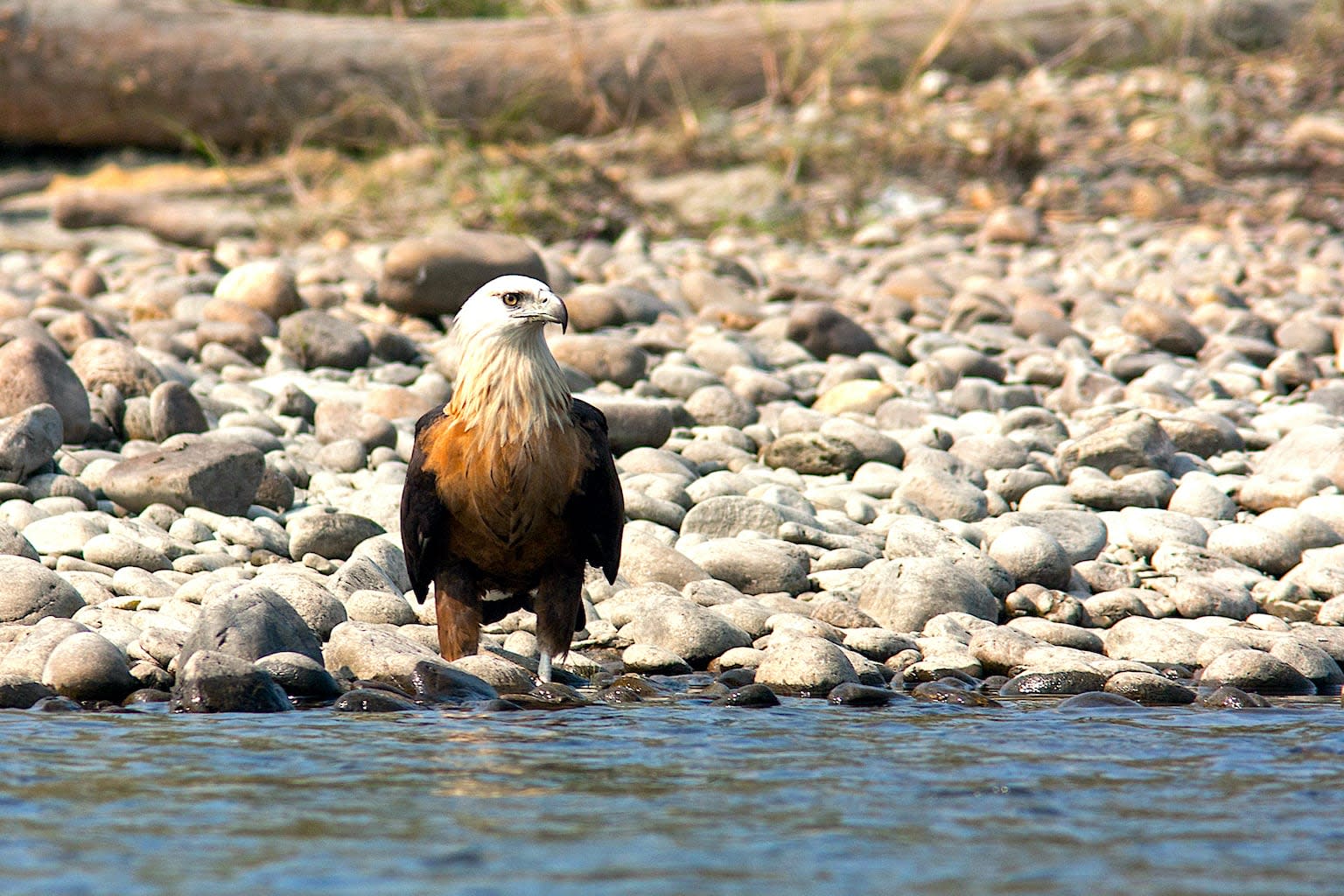 Raptors and the Fine Art of Fishing