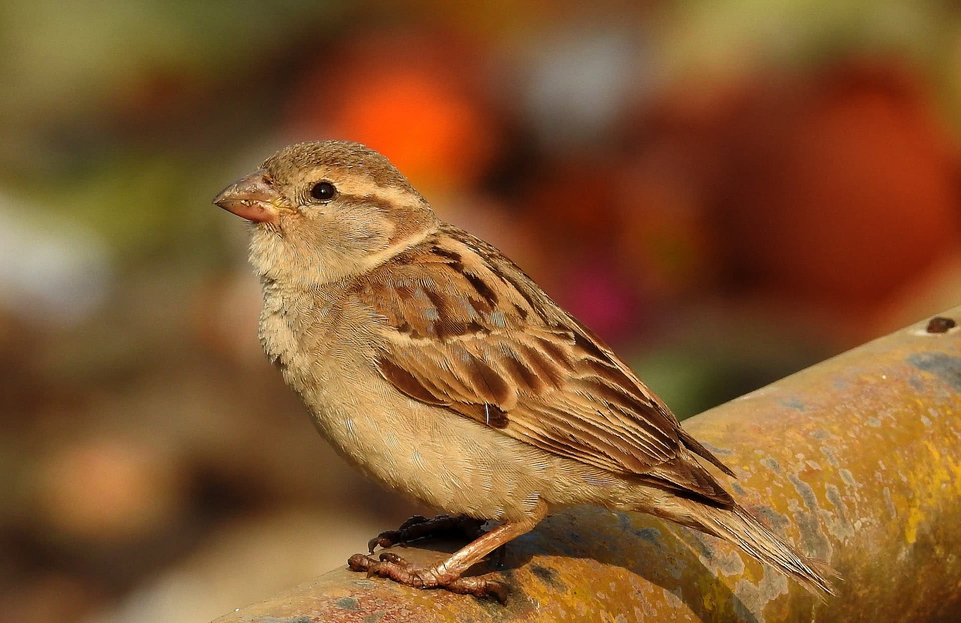 Building Nests to Save Delhi’s Sparrows
