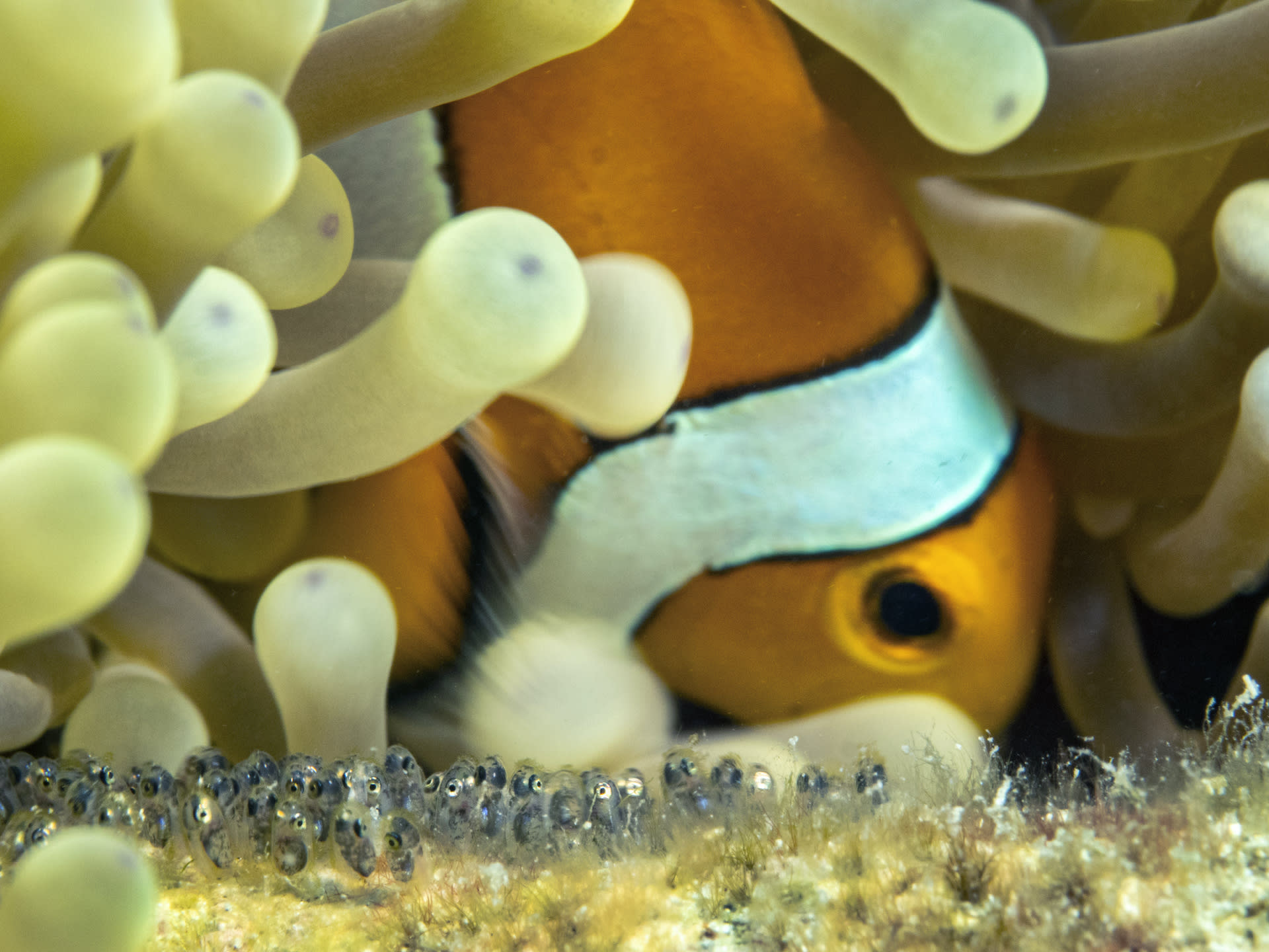 Parenting Lessons From the Sea