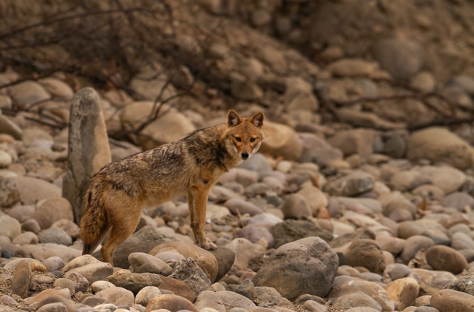 Golden Jackals Find Shelter at Airports