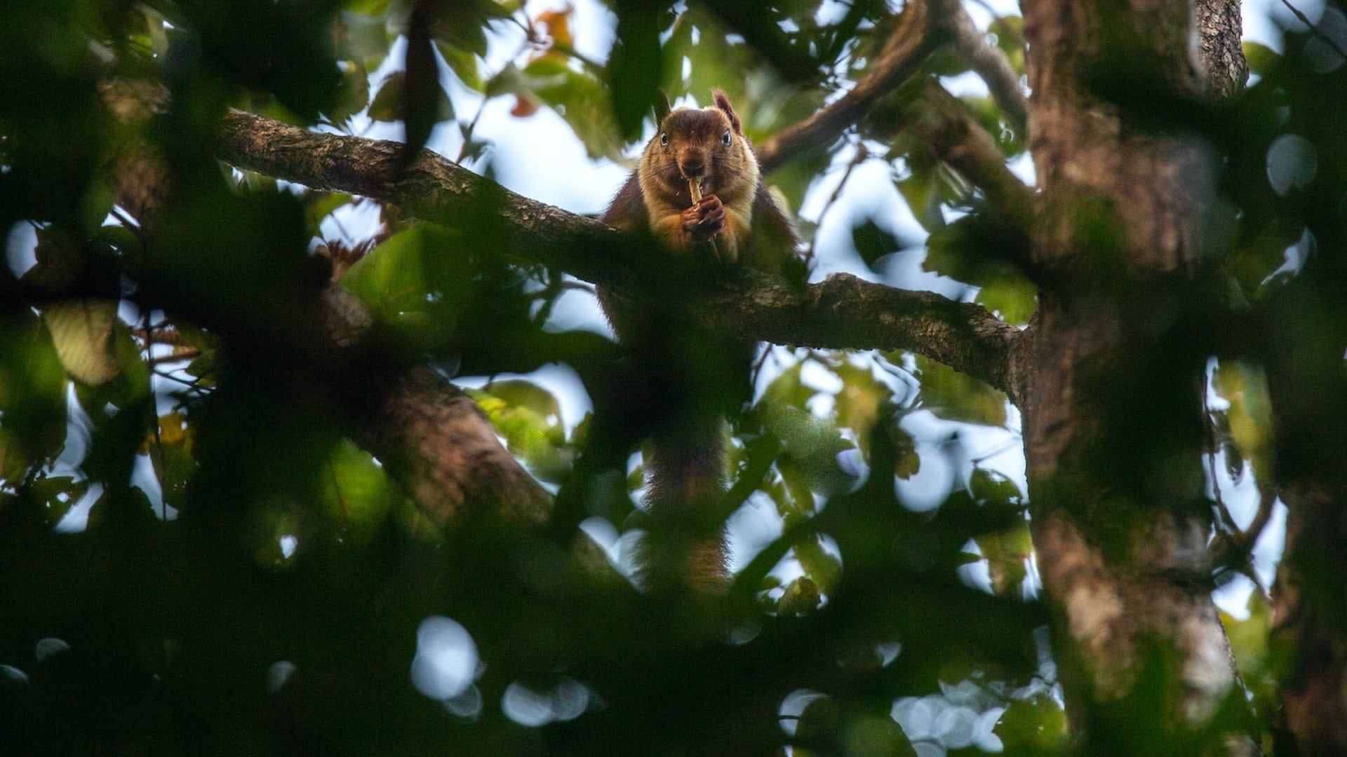 Hop, Skip and Jump: The Giant Squirrels of India
