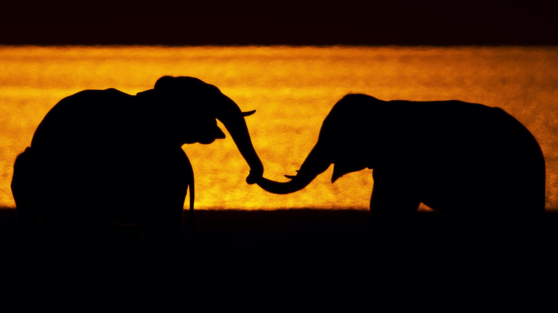 Language of Giants: The Intriguing World of Elephant Communication