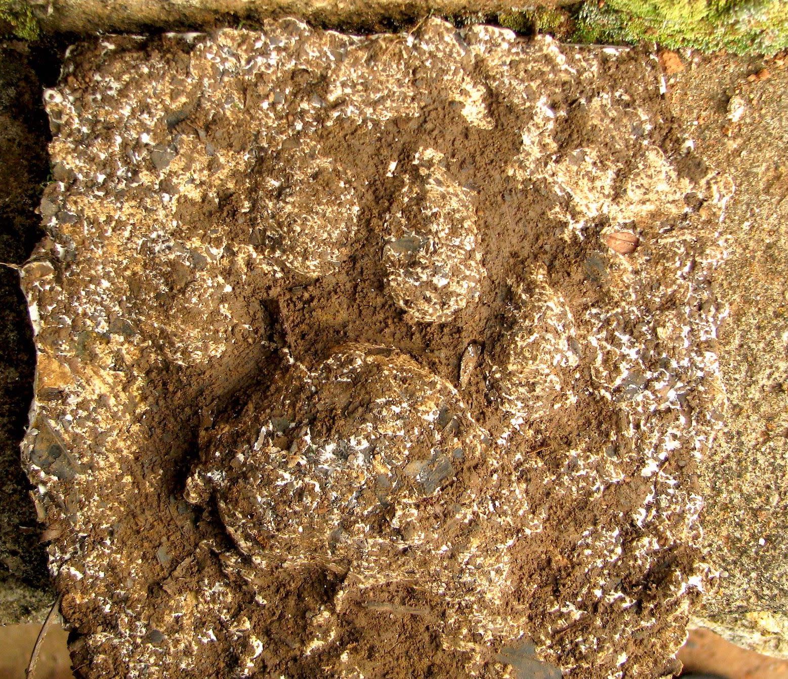Jungle Sleuth: Wild Encounters and Animal Signs