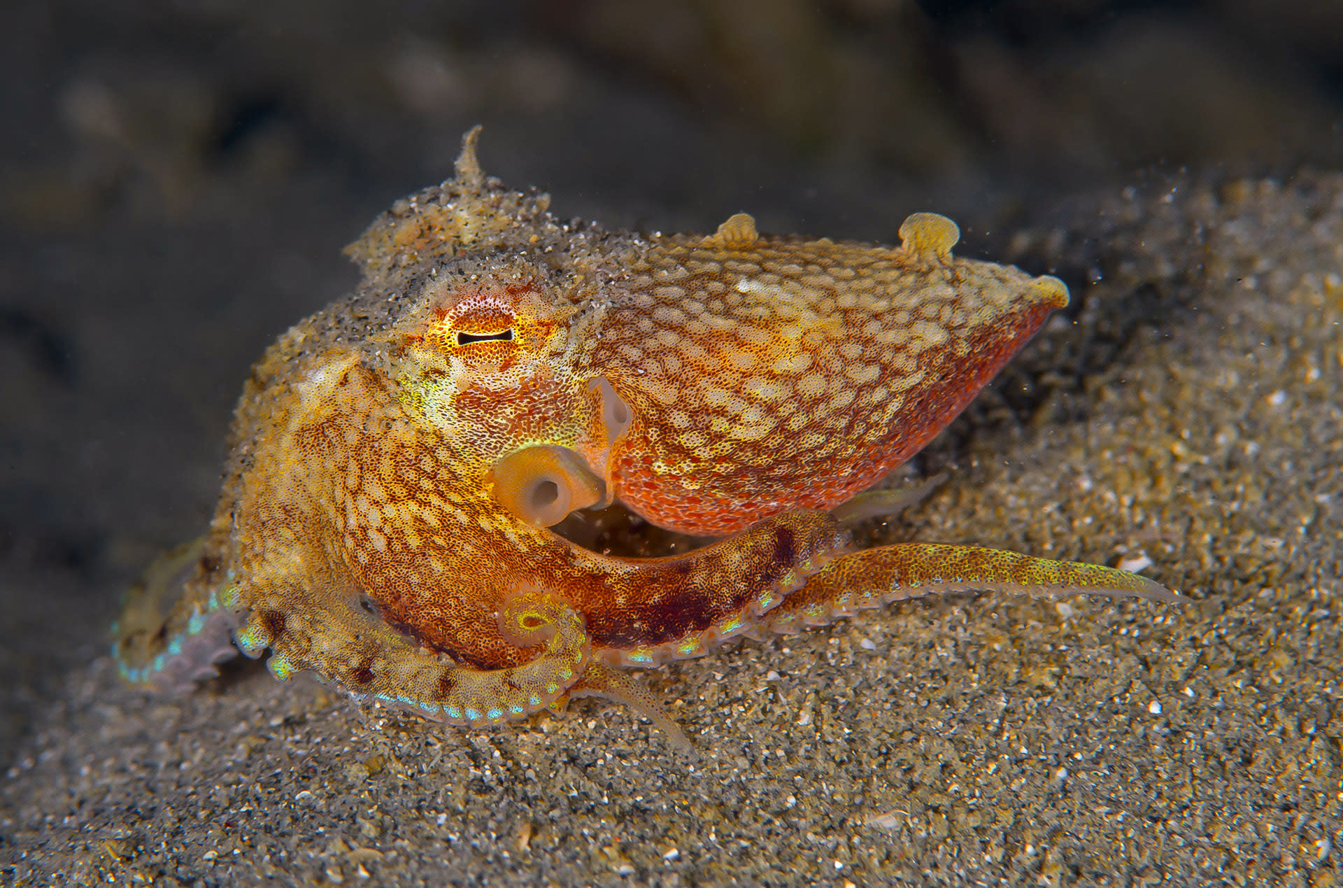 The Genius Octopus: Programmed to Deceive
