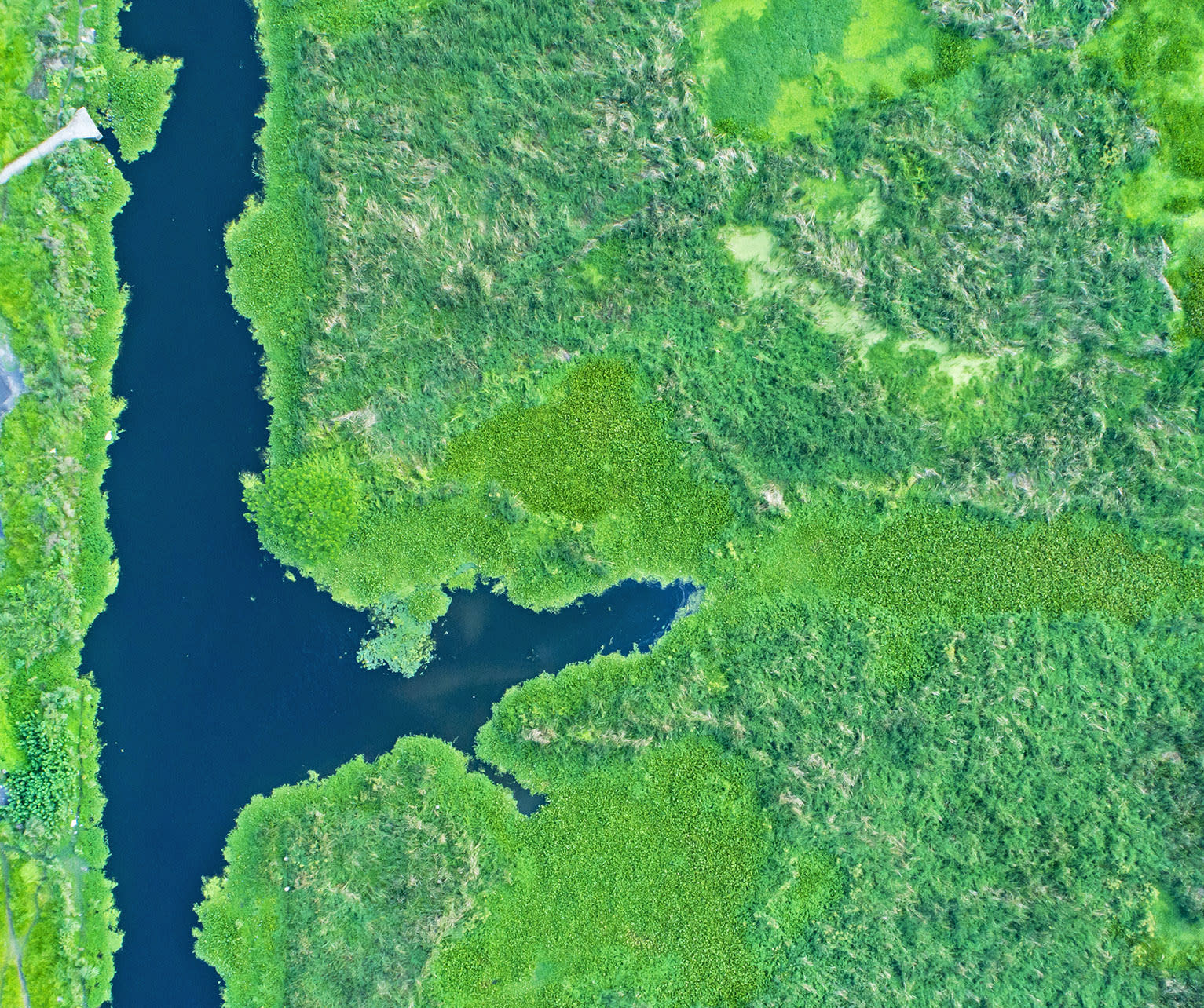 Quiz: The Wetlands