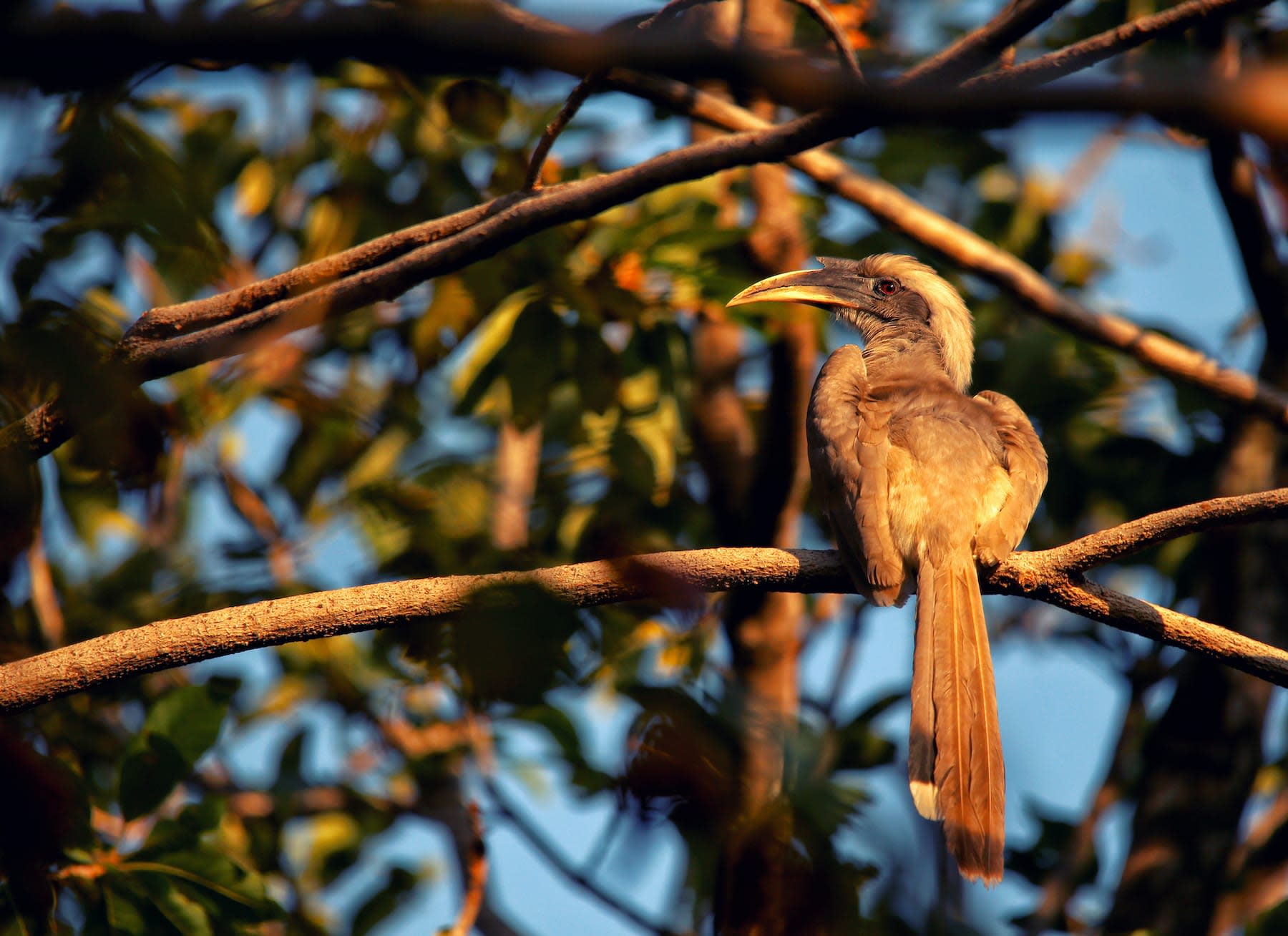 Indian Grey Hornbill: Unsung Hero of Urban Forests