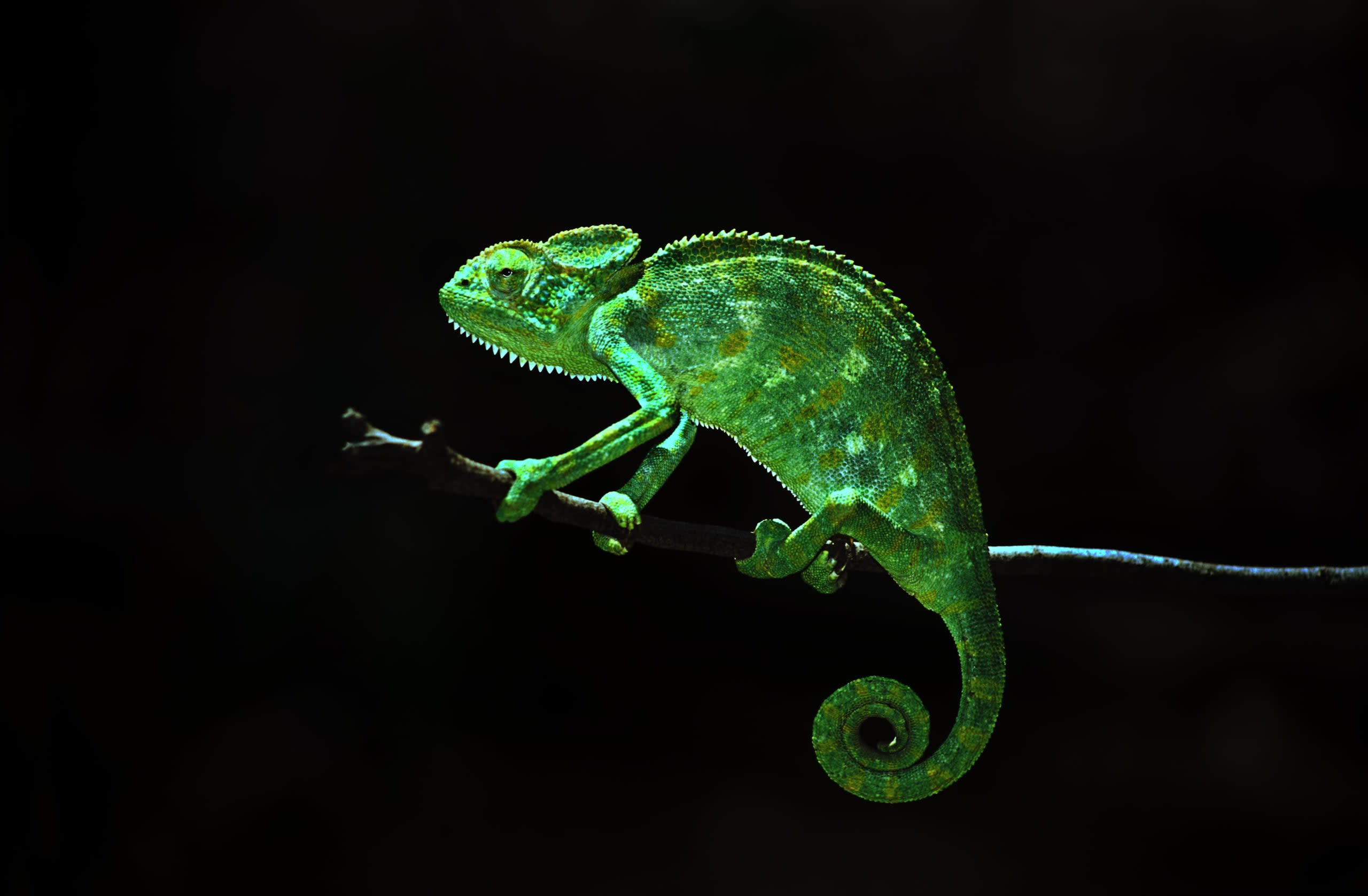 Indian Chameleon and the Art of Disappearing
