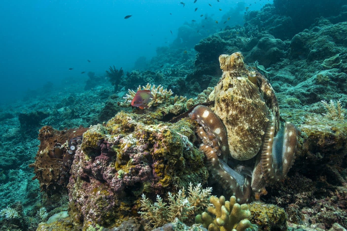 Mate and Die: Mysteries of Octopus Sex