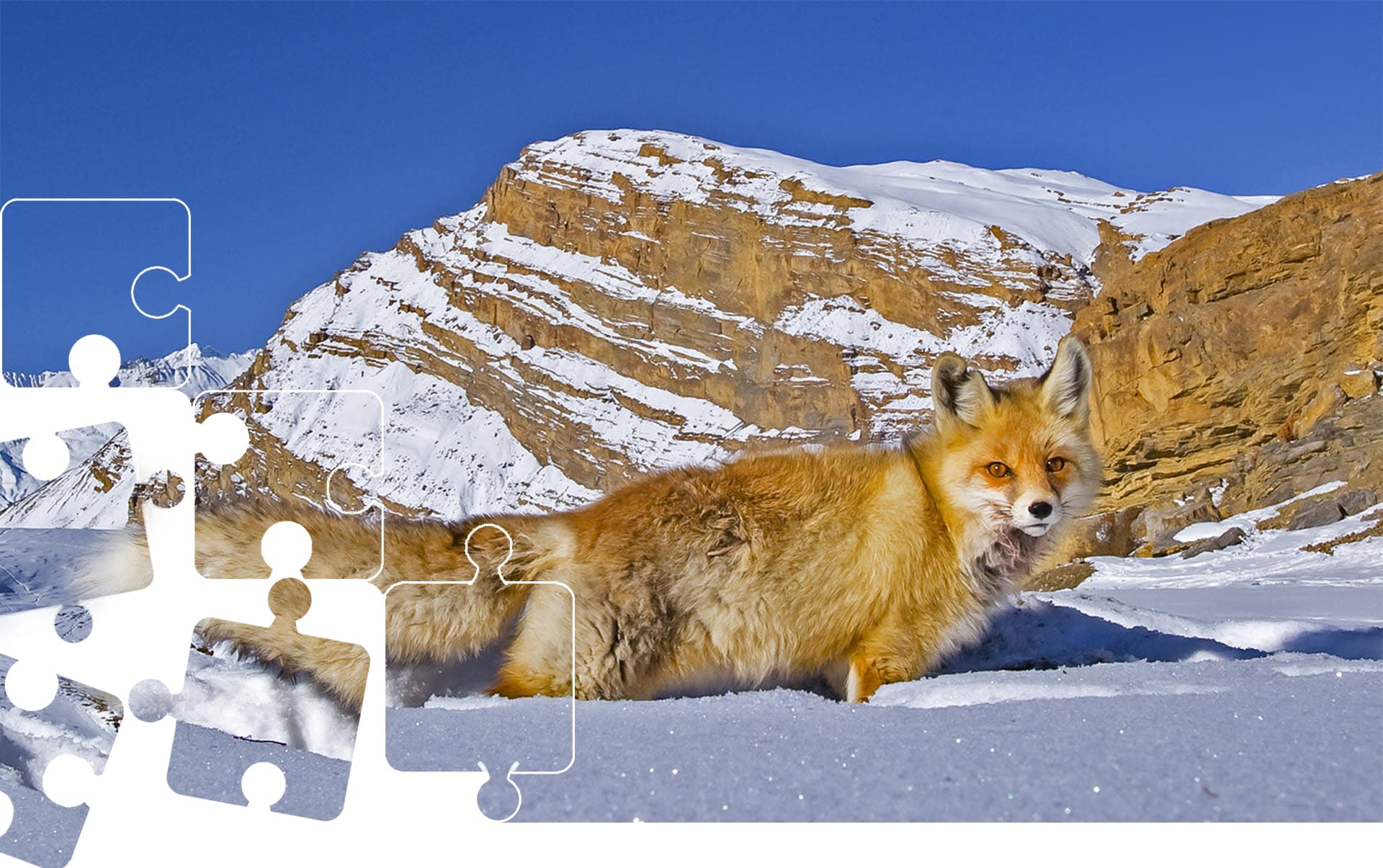 Wildlife Puzzle: Red Fox